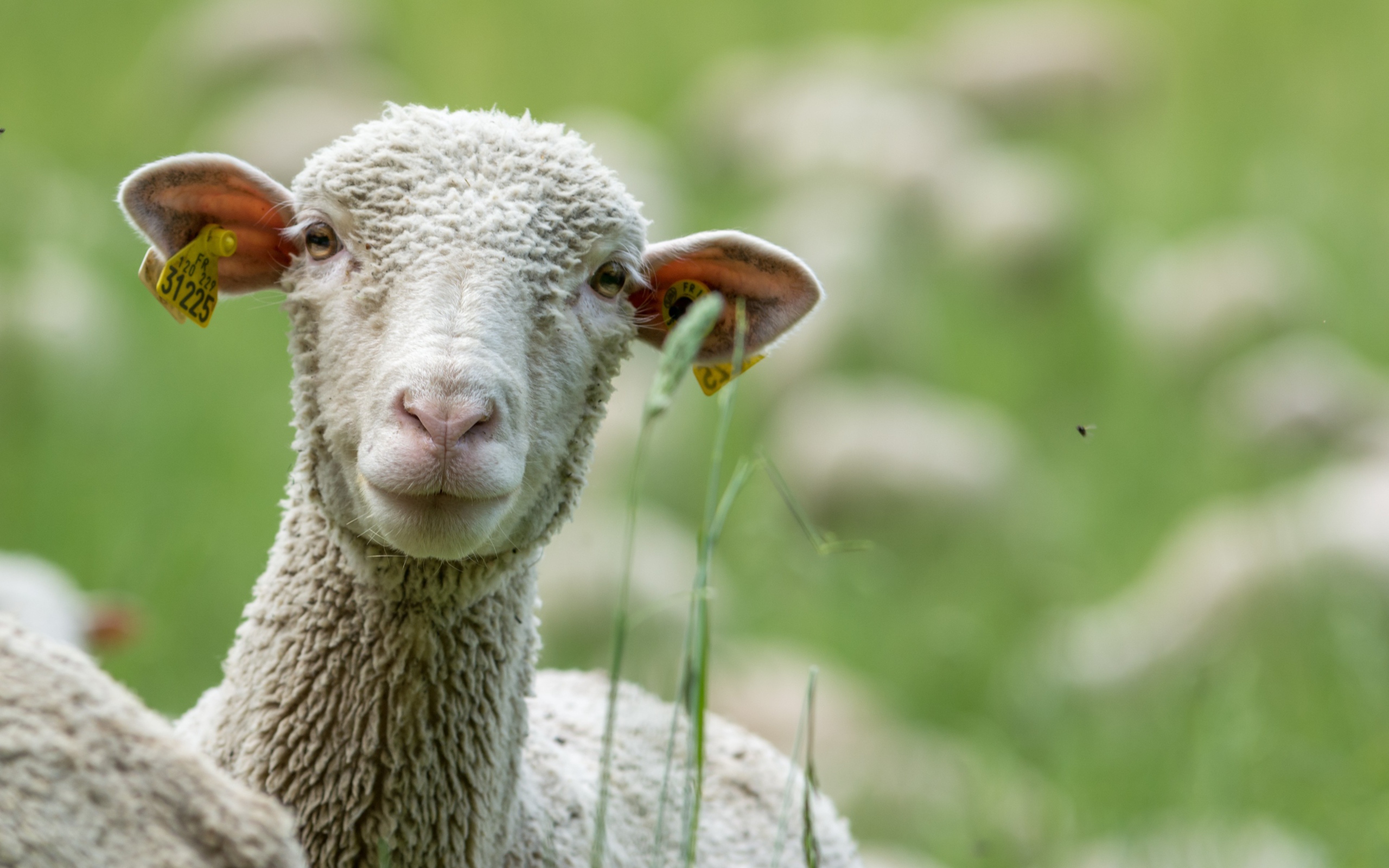 Белая овца в траве