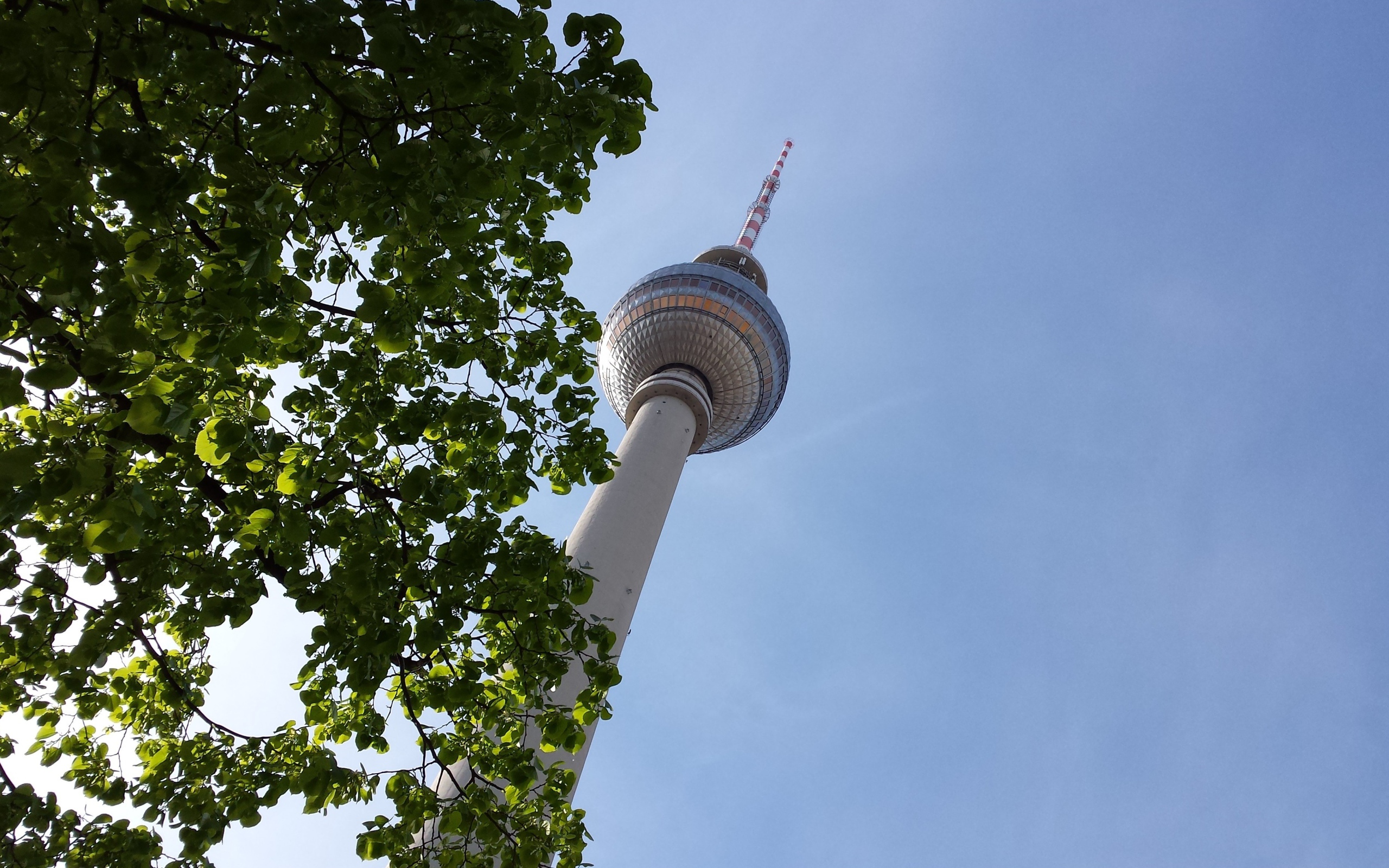 Дерево на фоне телебашни в Берлине