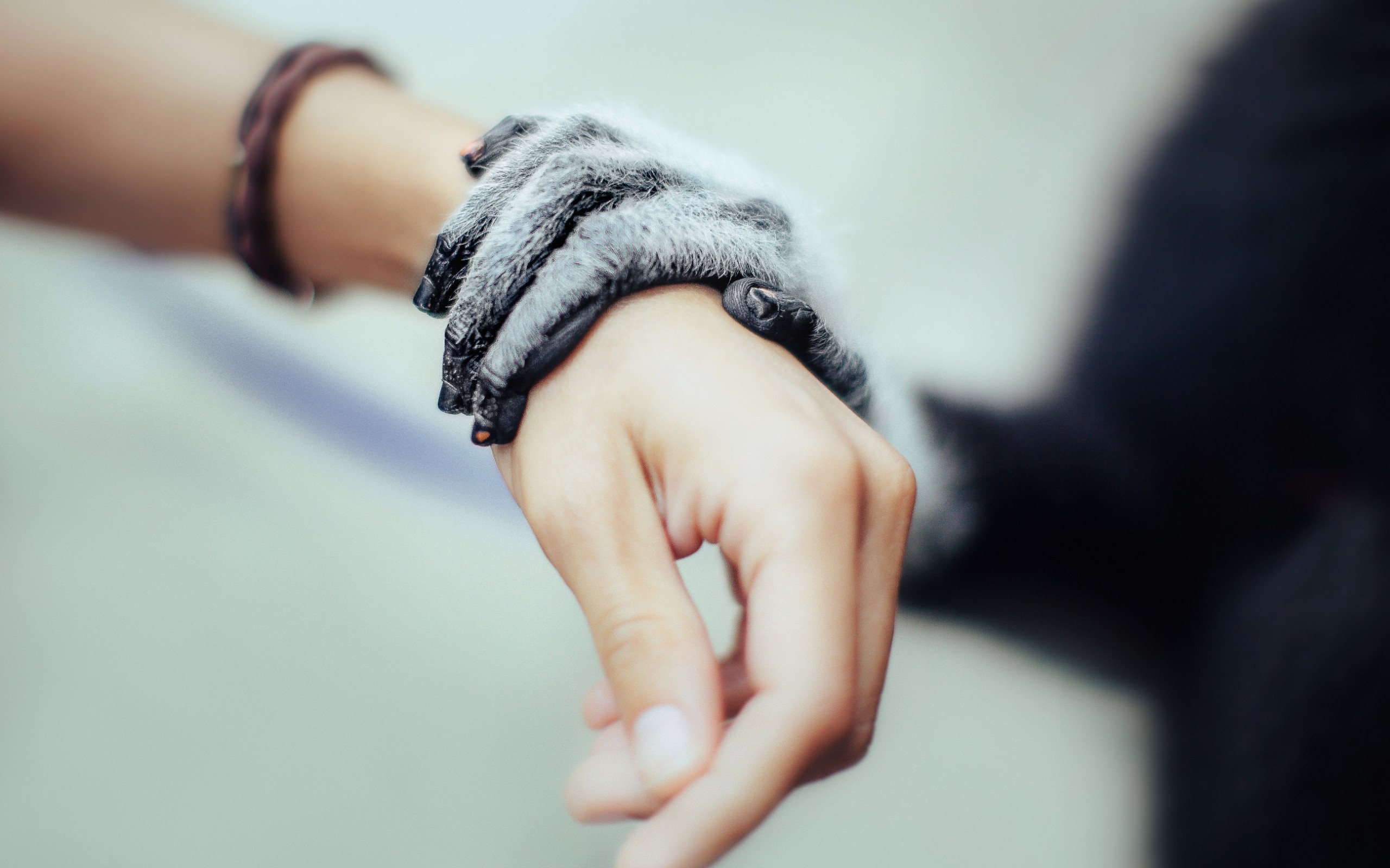 Рука животного на руке человека