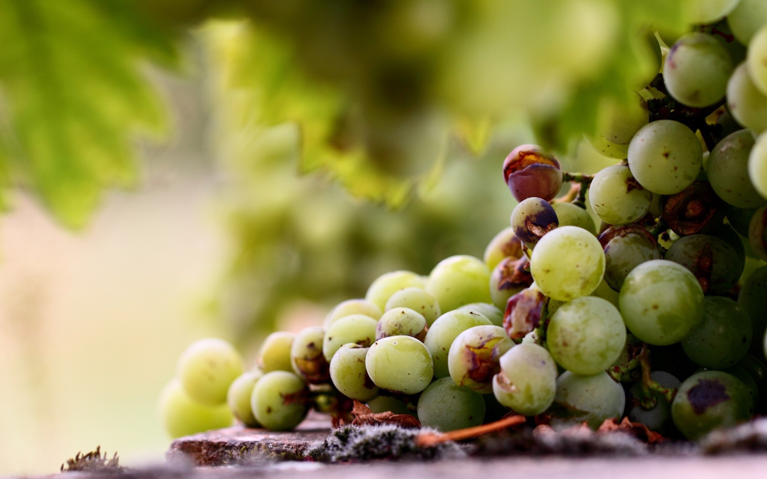 Кисть подпорченного винограда