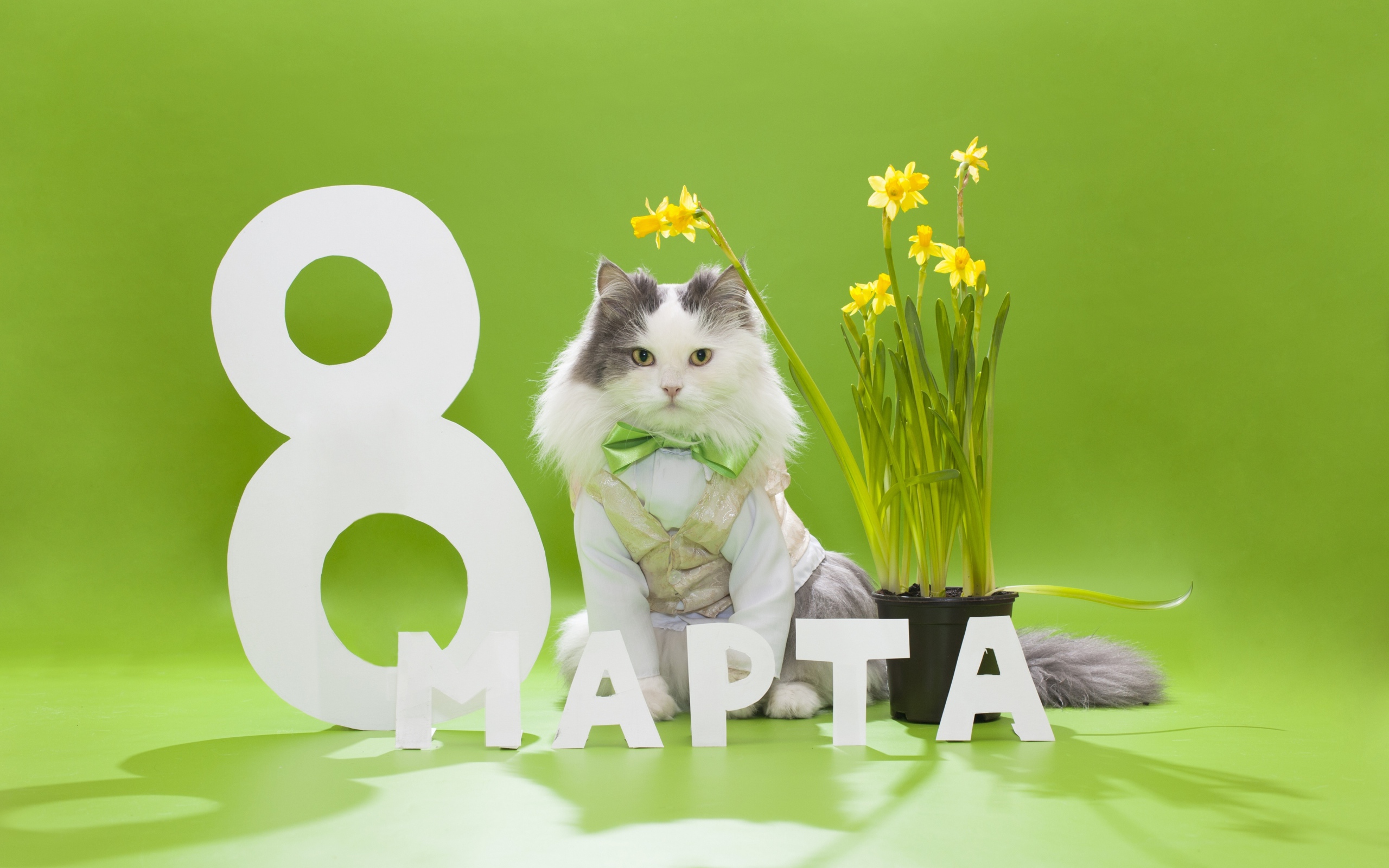 Мартовский кот с букетом для любимой