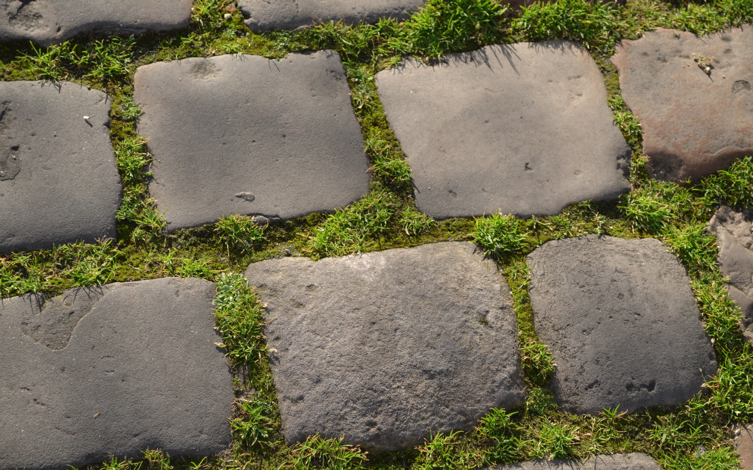 Зеленая трава между блоков брусчатки