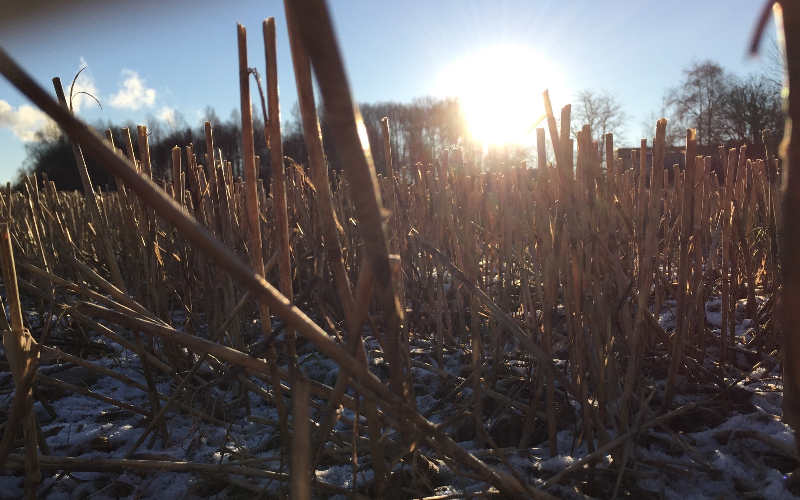 Первый снег на убранном поле
