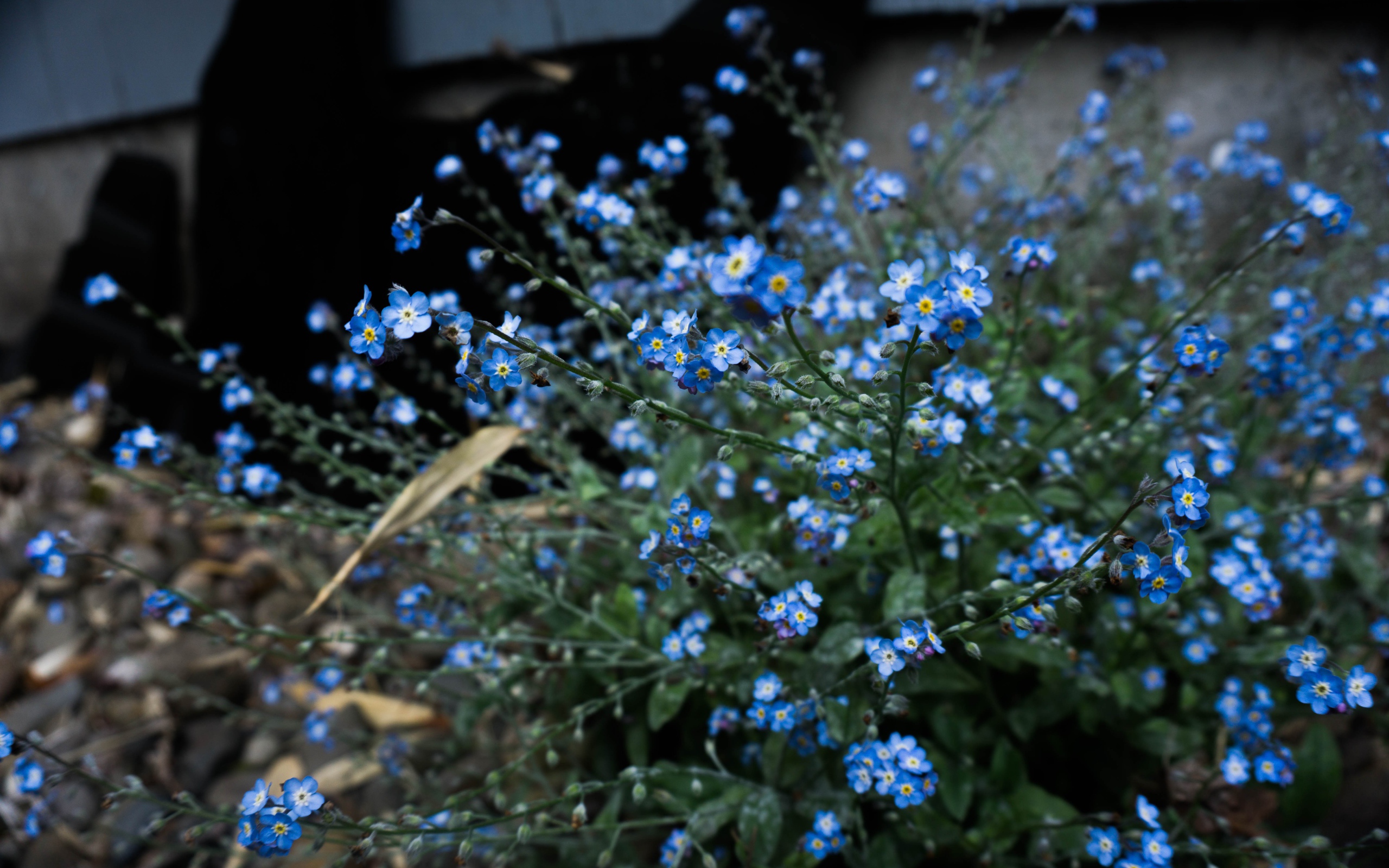 Голубые цветы растения незабудка