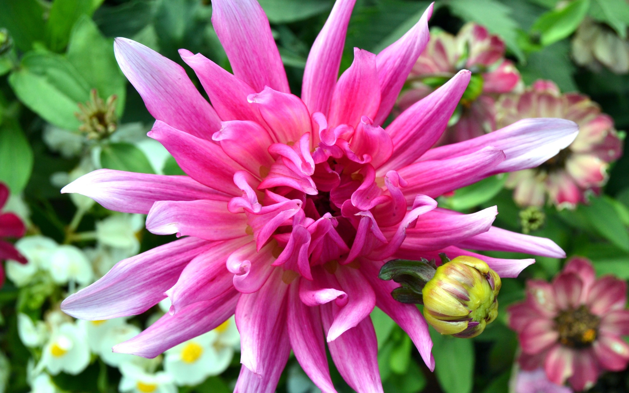 Яркий розовый экзотический цветок