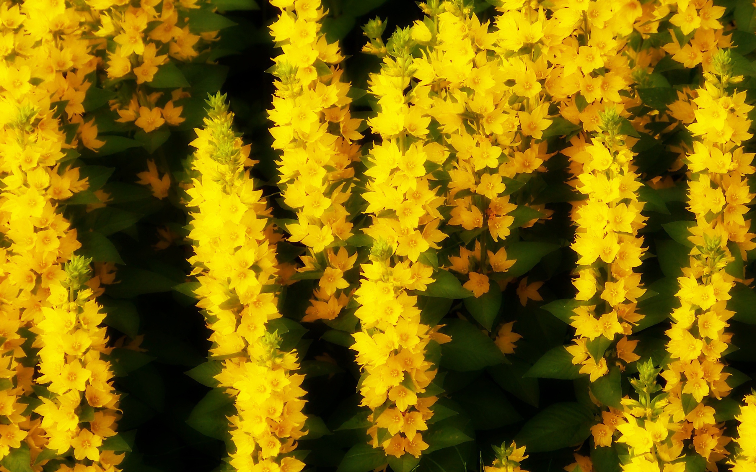 Кисти маленьких желтых цветов