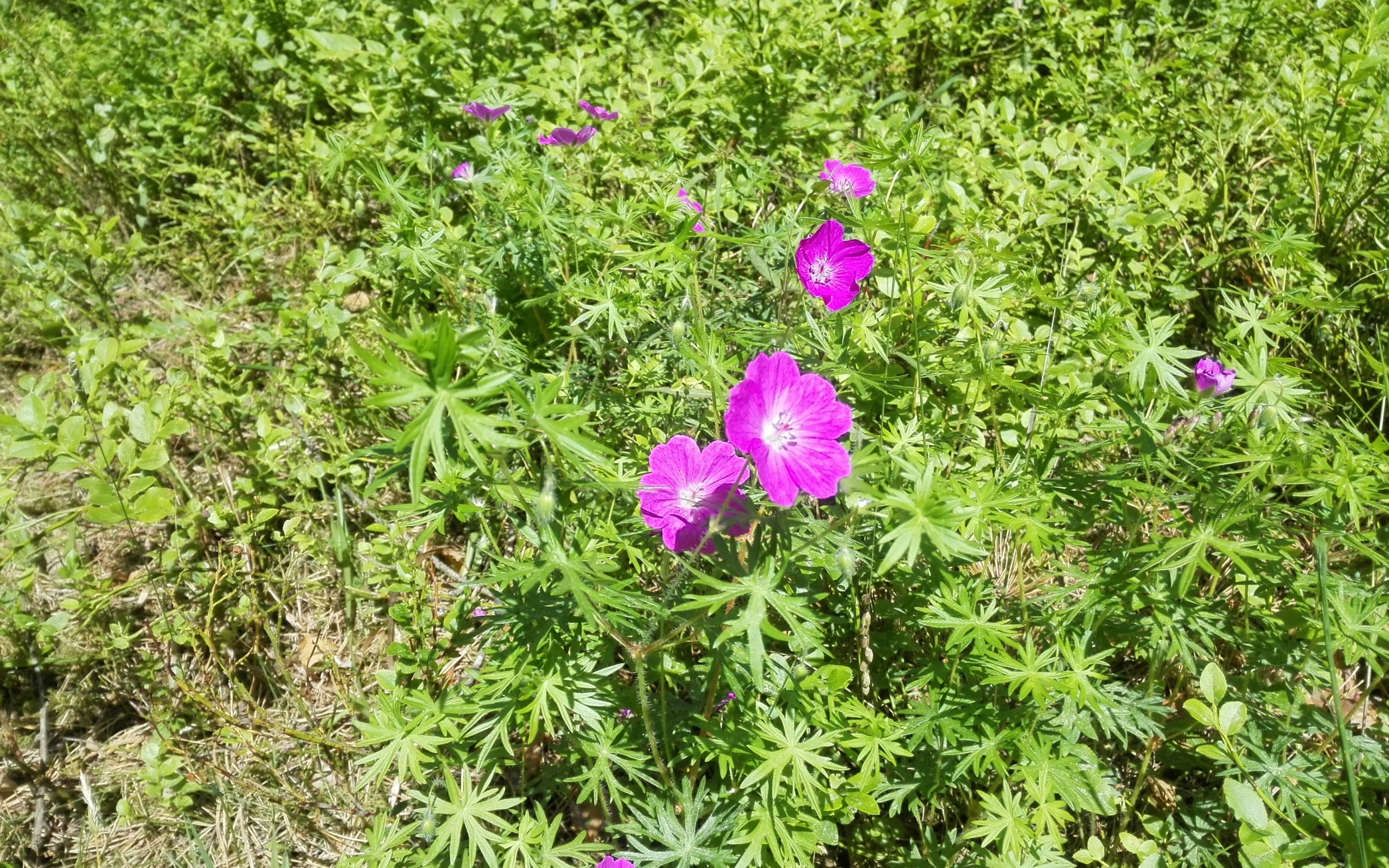 Летние цветы в зеленой траве