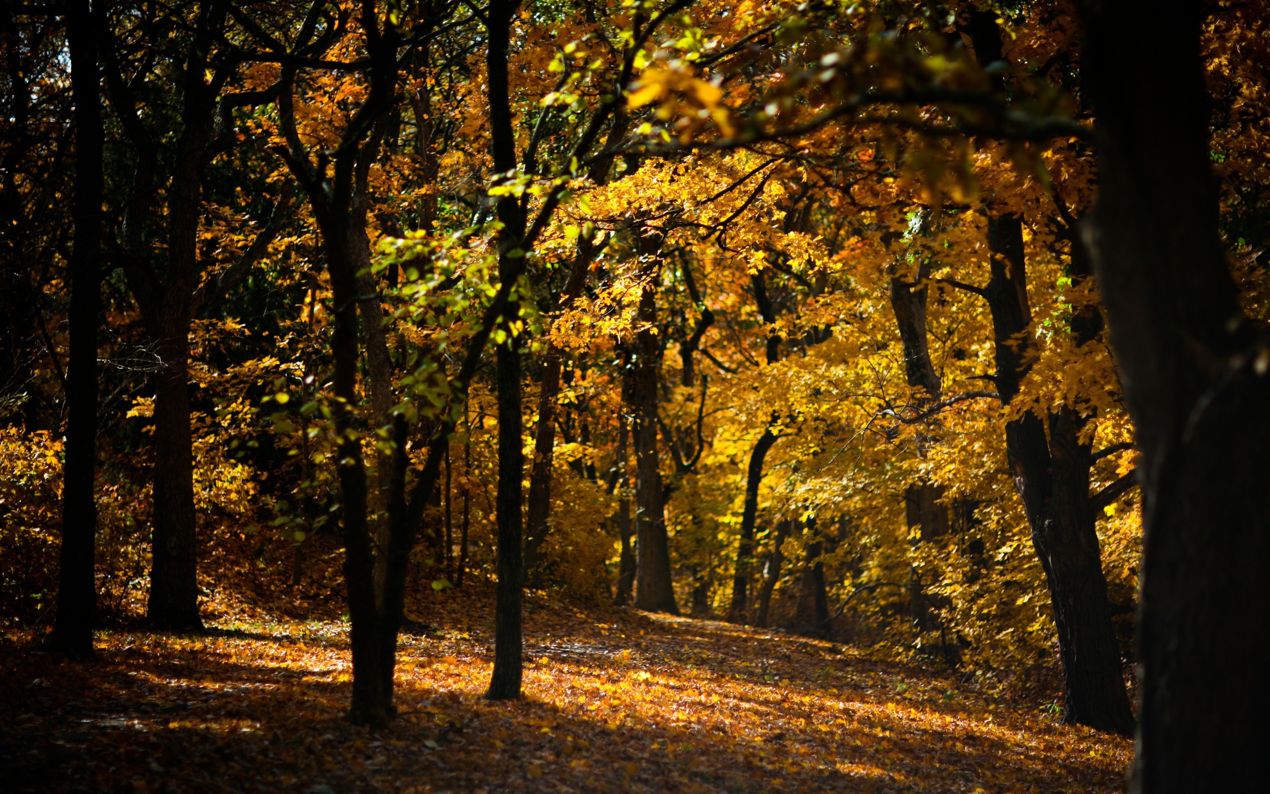 Усыпанная опавшими листьями дорожка в лесу