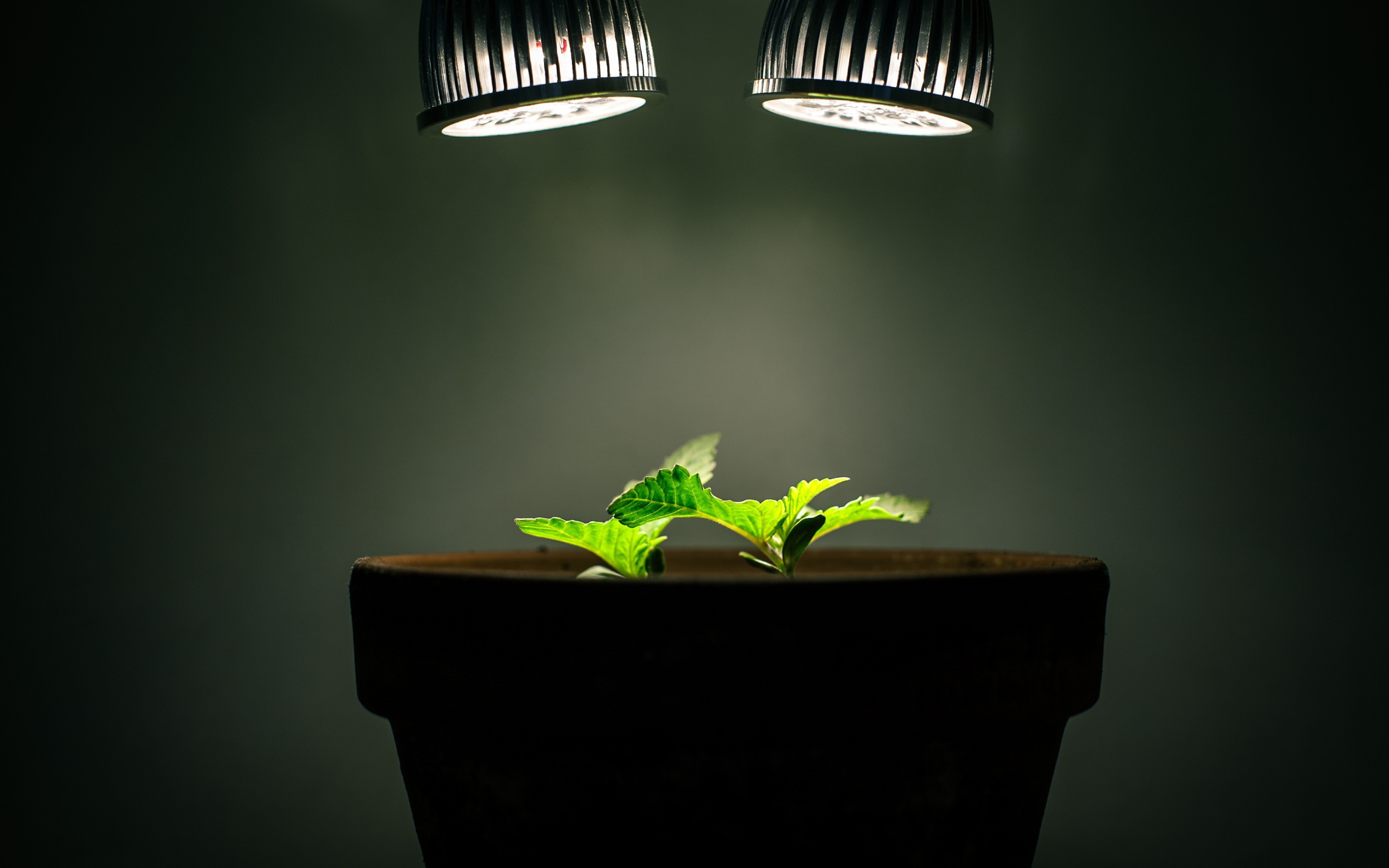 Ростки под искусственным освещением