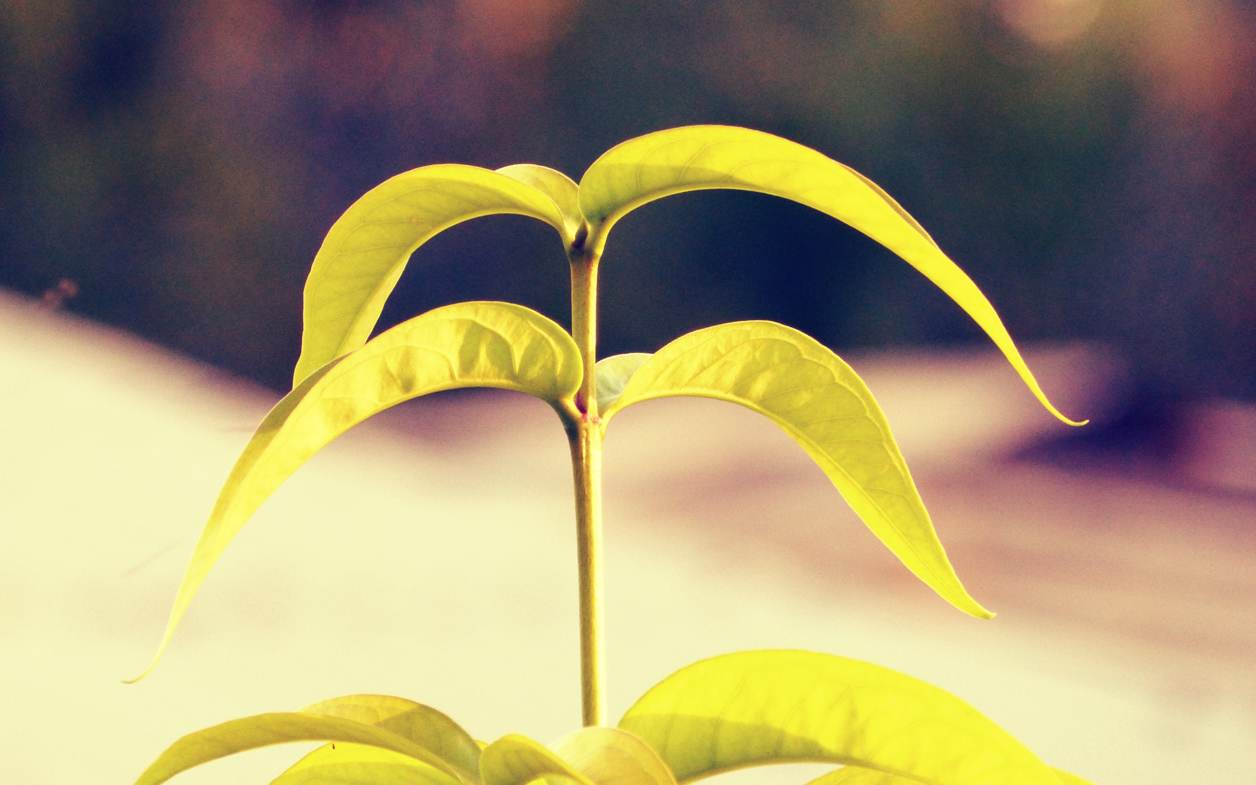 Лепестки растения папайя