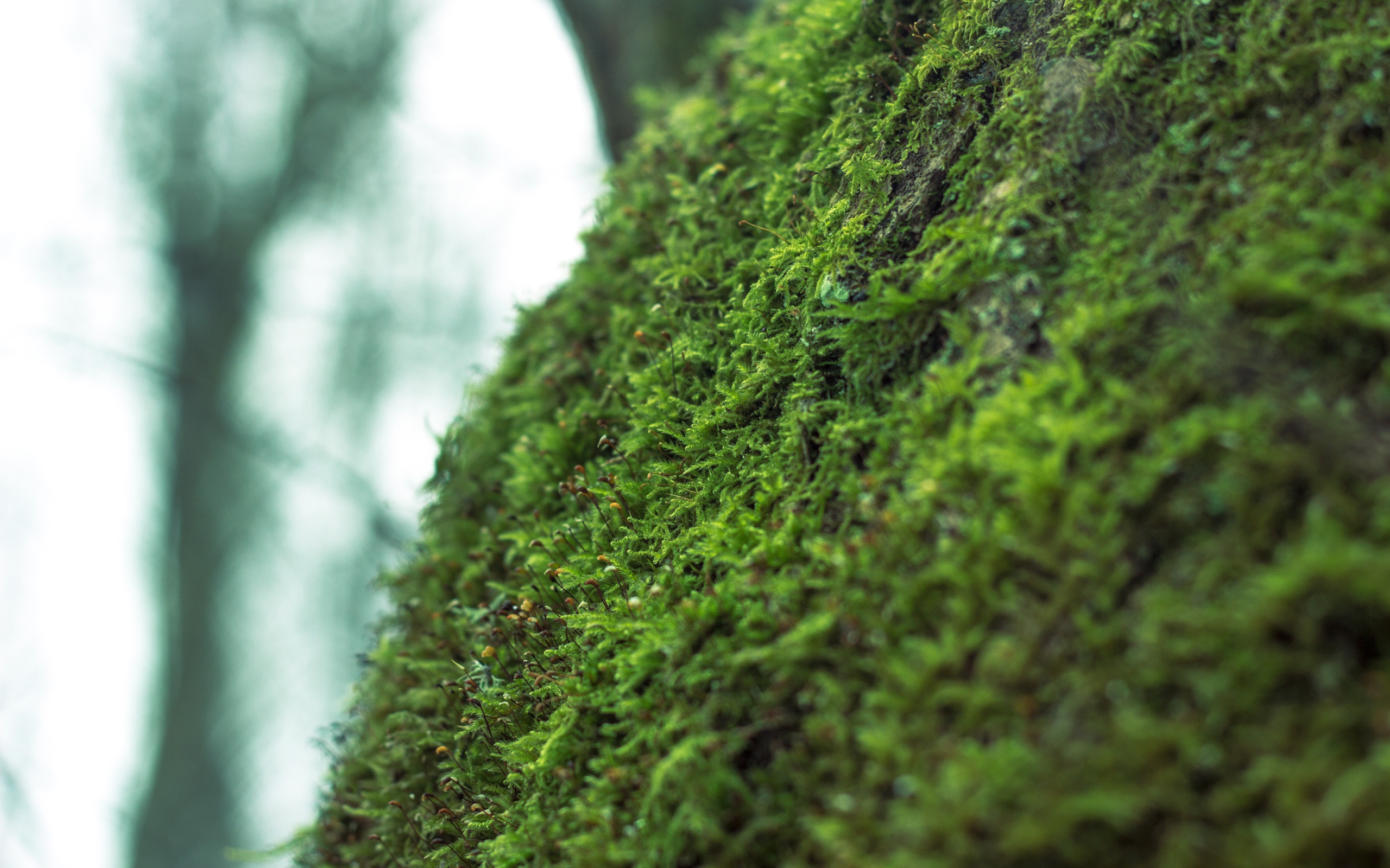 Фото мха крупным планом