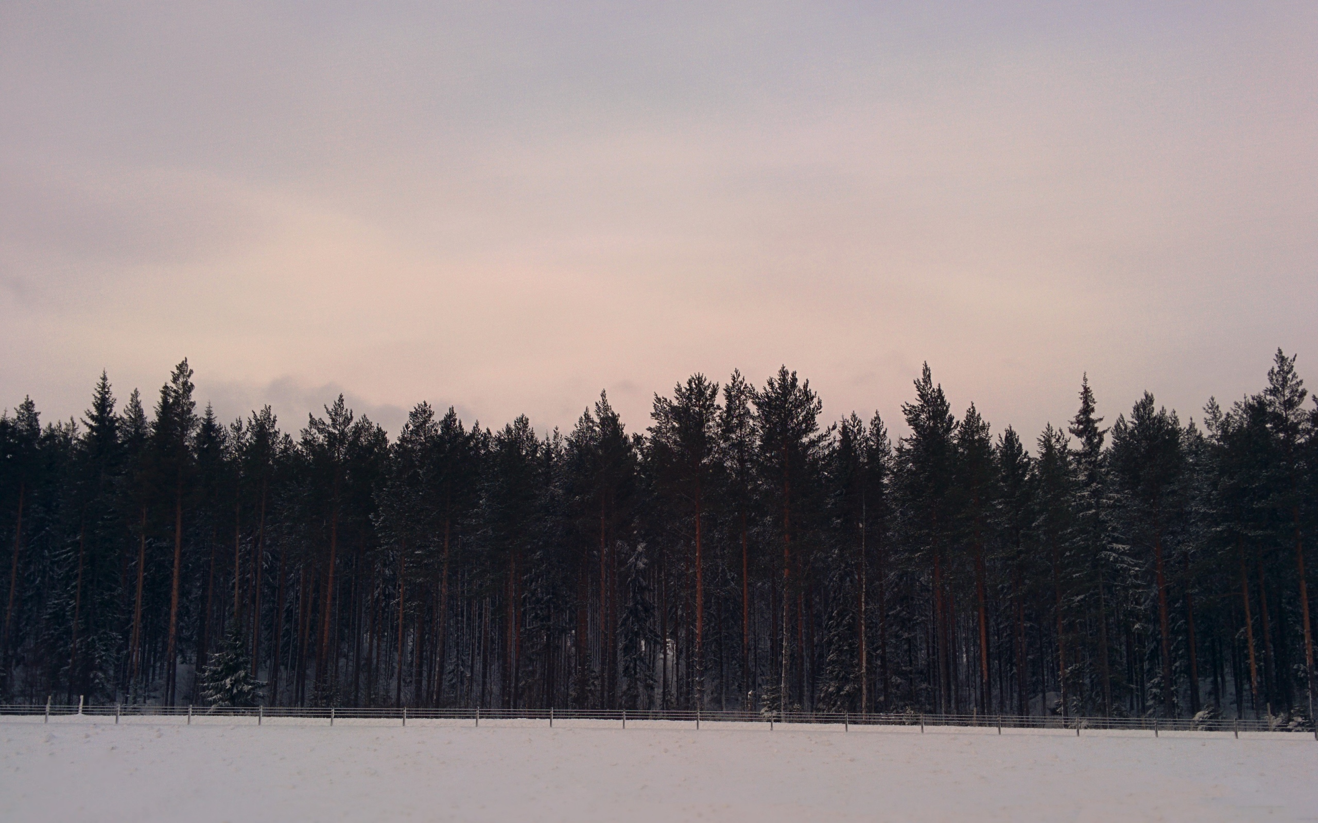 Сосновый лес в Швеции