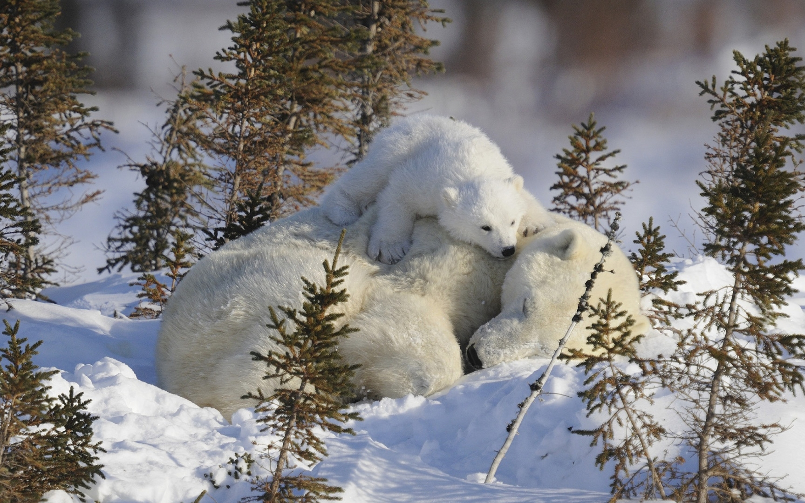 Маленький белый медвежонок с медведицей на снегу