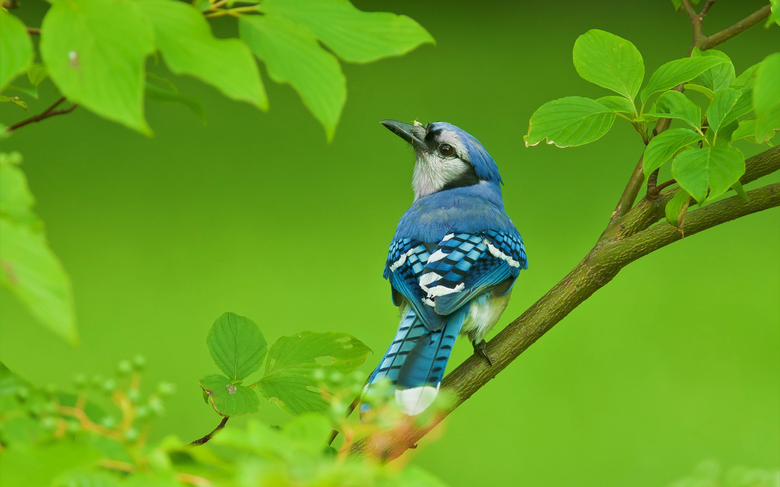 Маленькая голубая сойка сидит на ветке с зелеными листьями