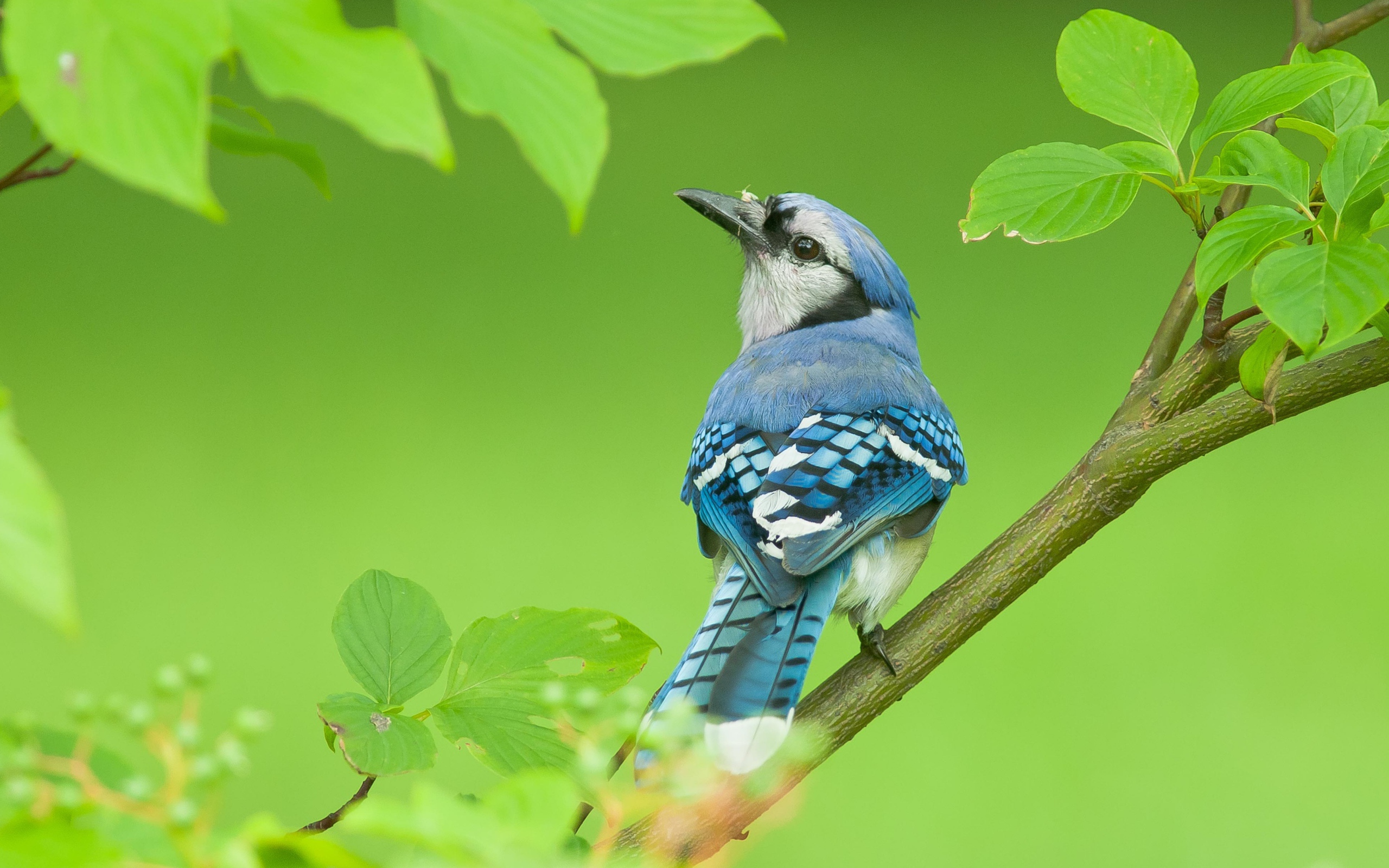 Маленькая голубая сойка сидит на ветке дерева