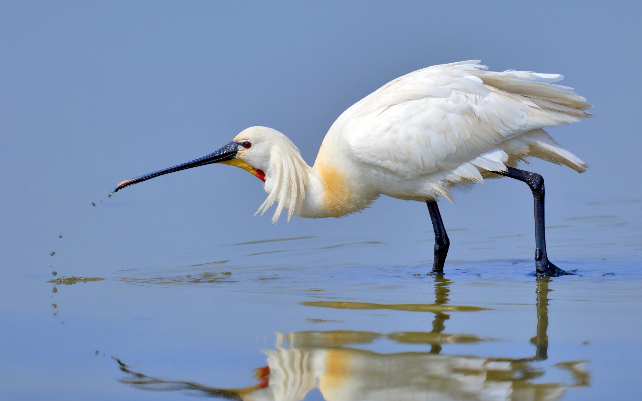 Красивая белая цапля стоит в воде