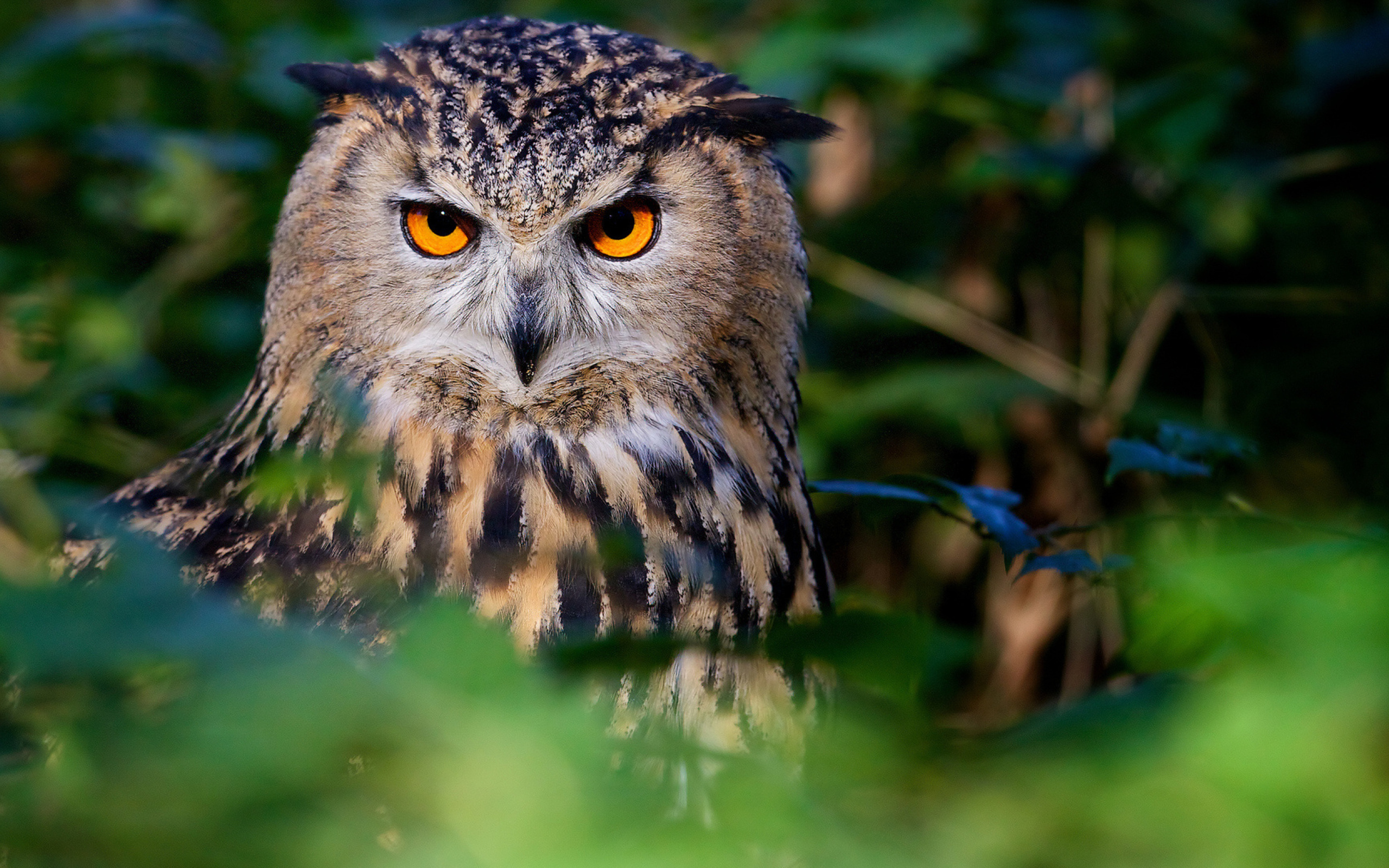 Большая сова с красивыми желтыми глазами