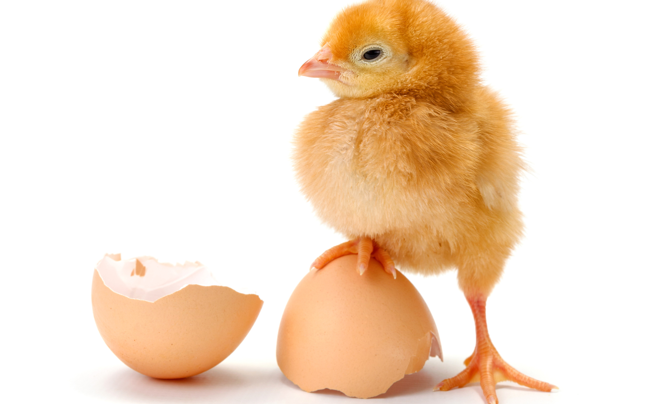 Цыпленок с разбитой яичной скорлупой на белом фоне