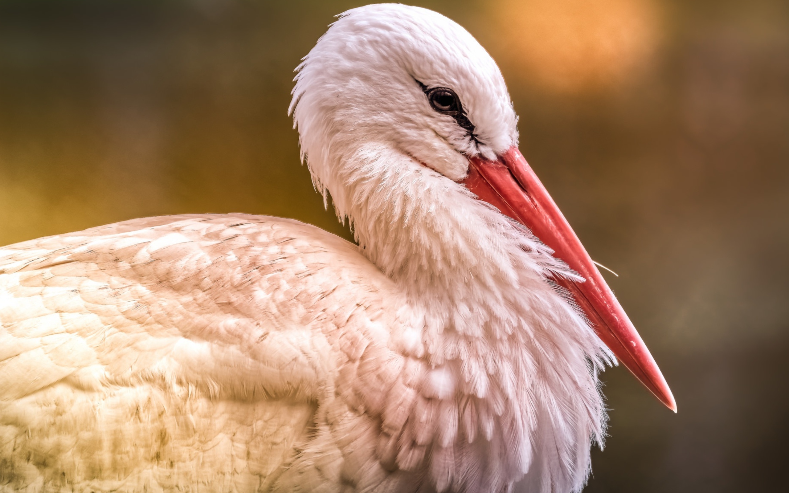 Большой белый аист с красным клювом 