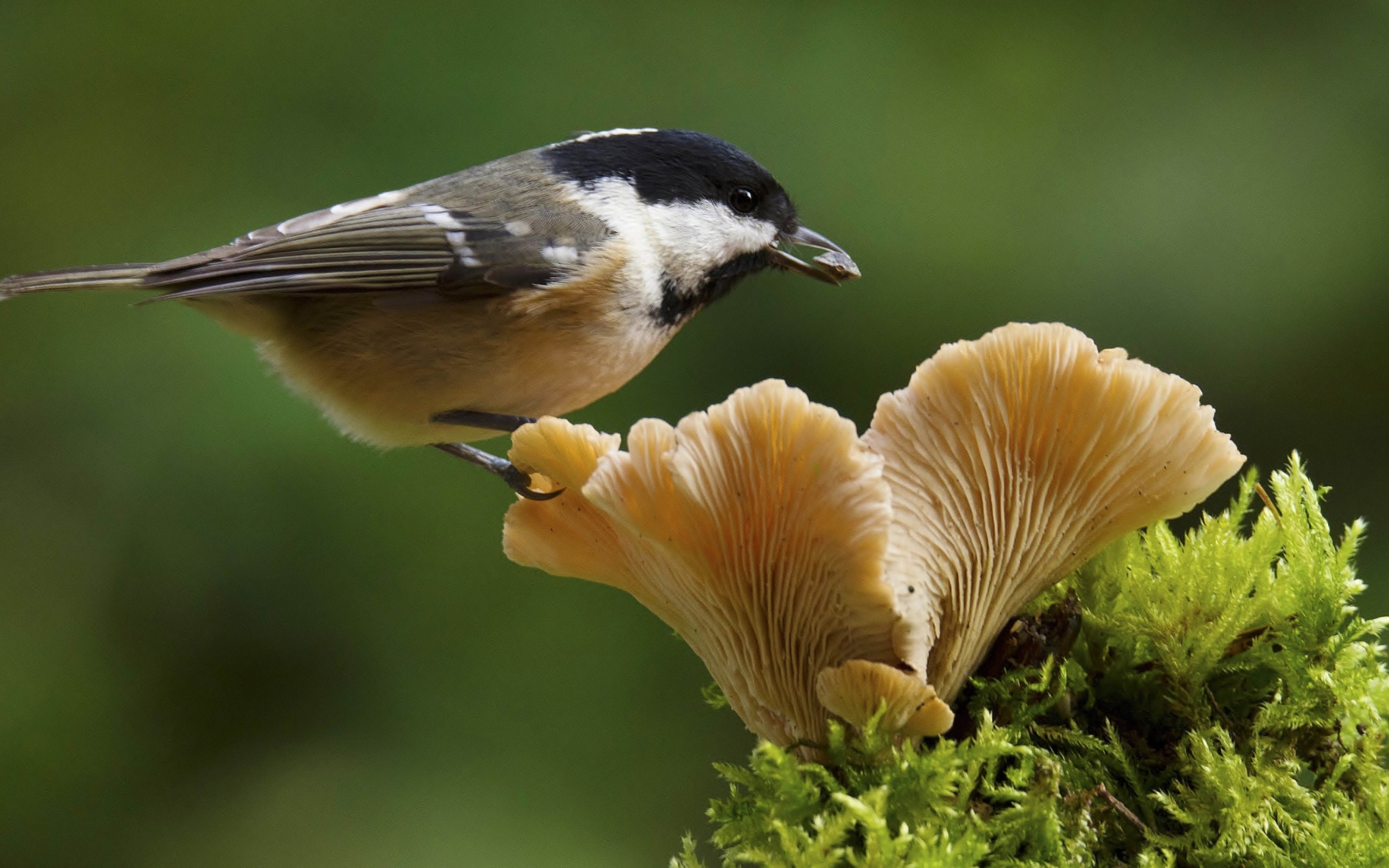 Маленькая синица сидит на грибе