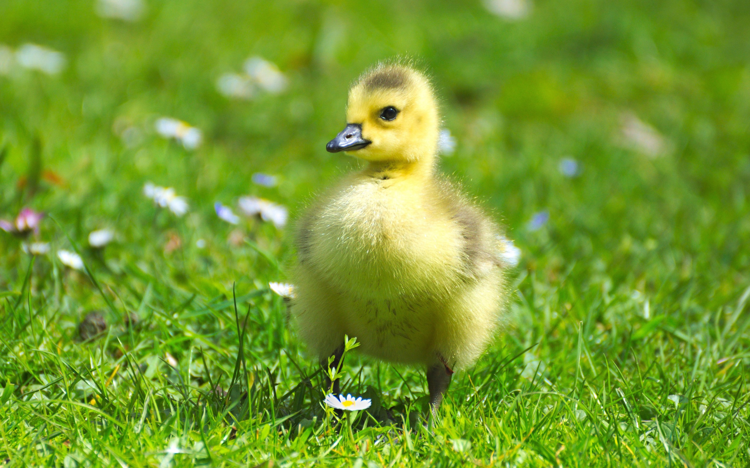 Маленький милый гусенок на зеленой траве