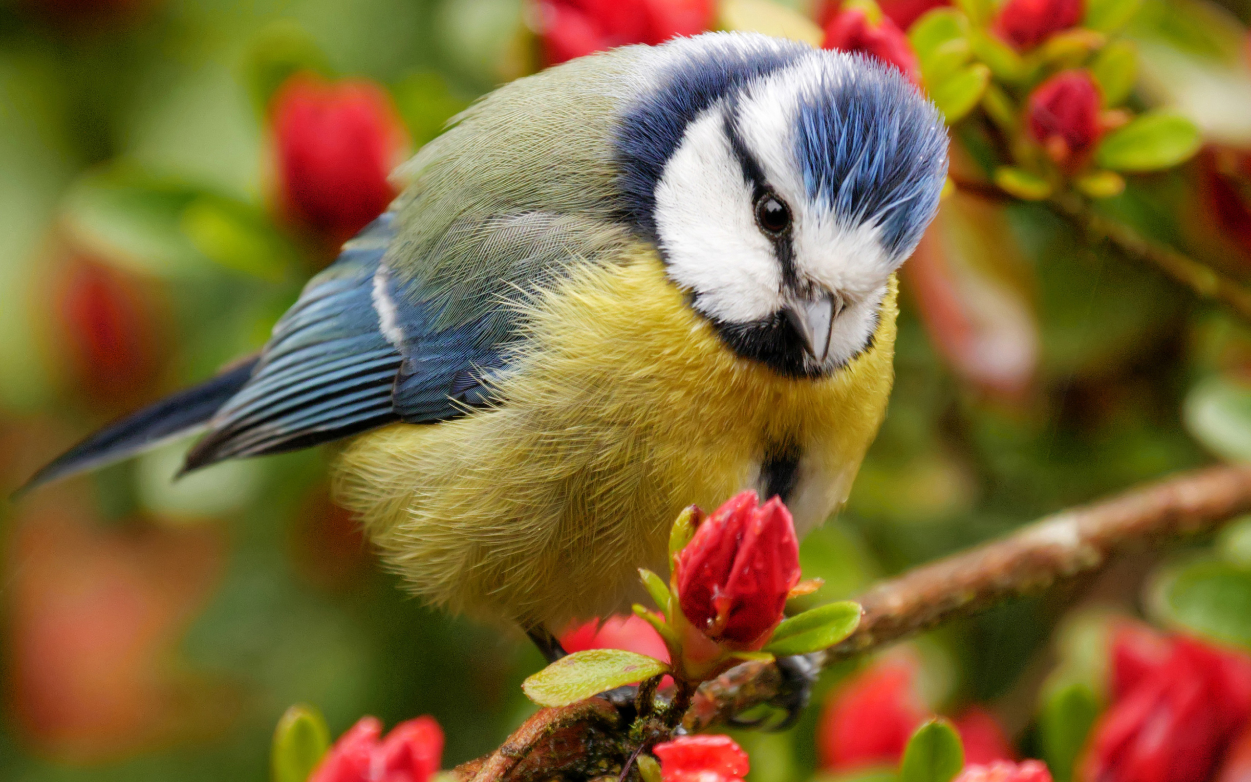 Маленькая синица сидит на ветке цветущего дерева 