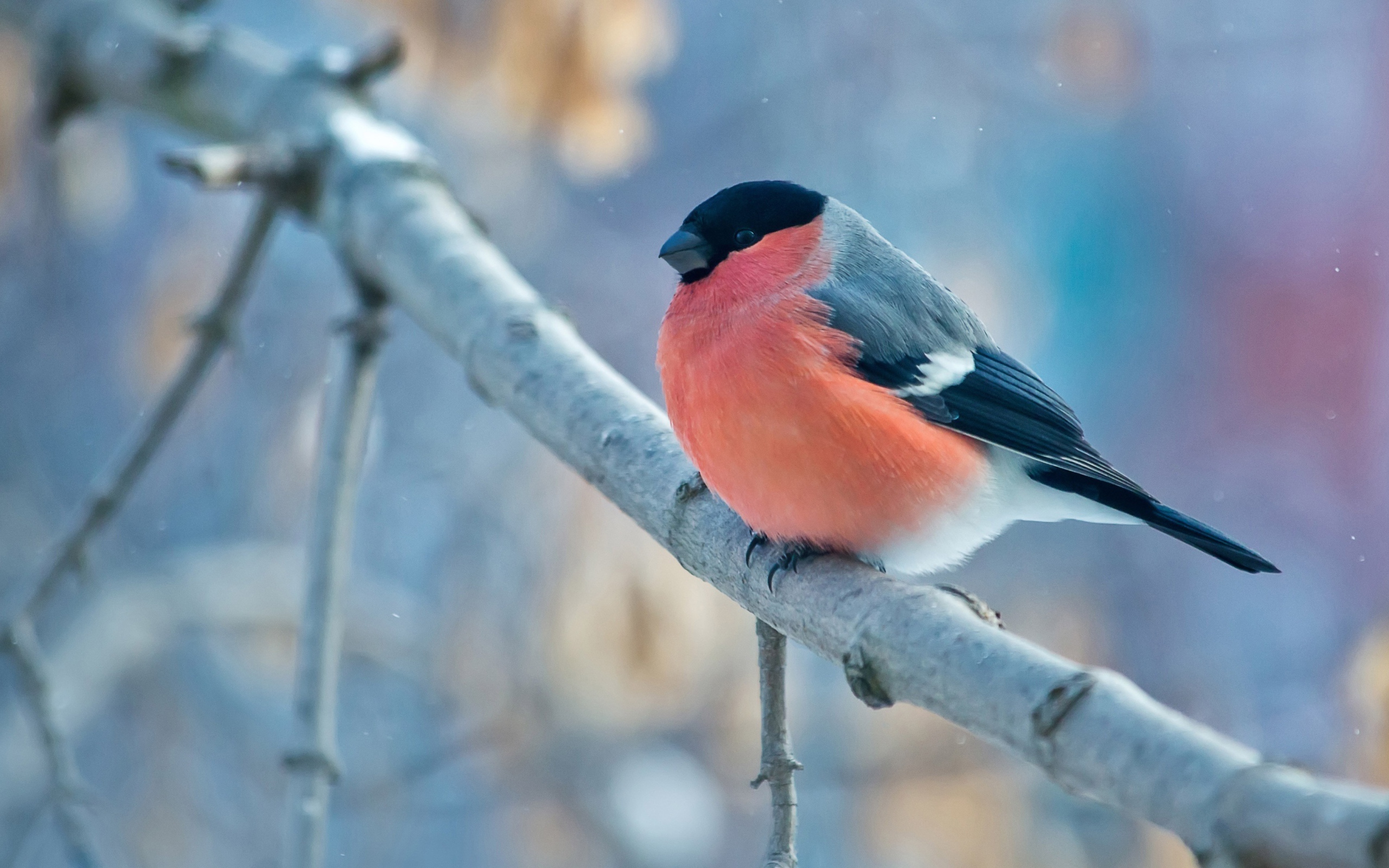 Маленький снегирь на ветке 