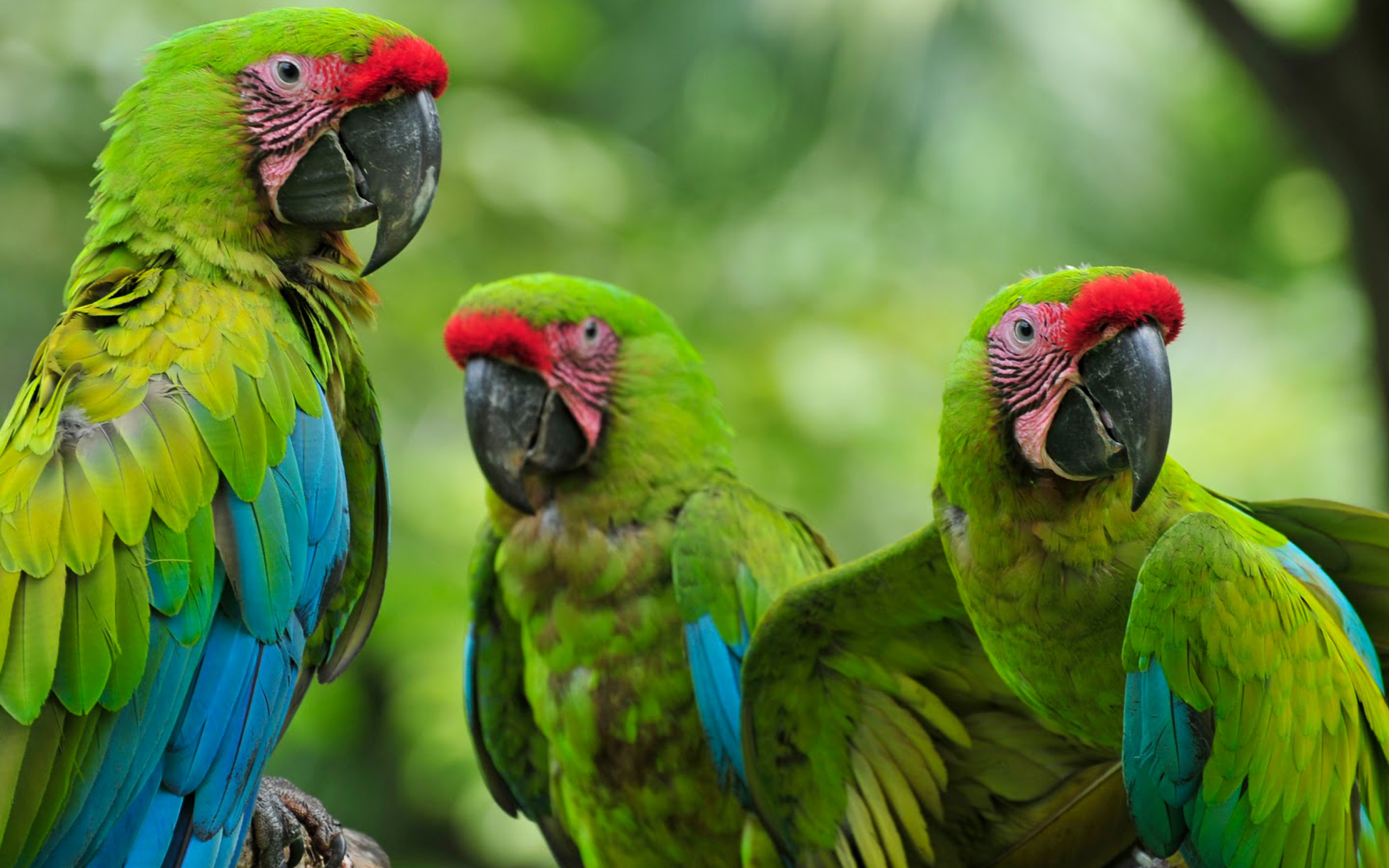 Три зеленых малый солдатских ара на ветке 