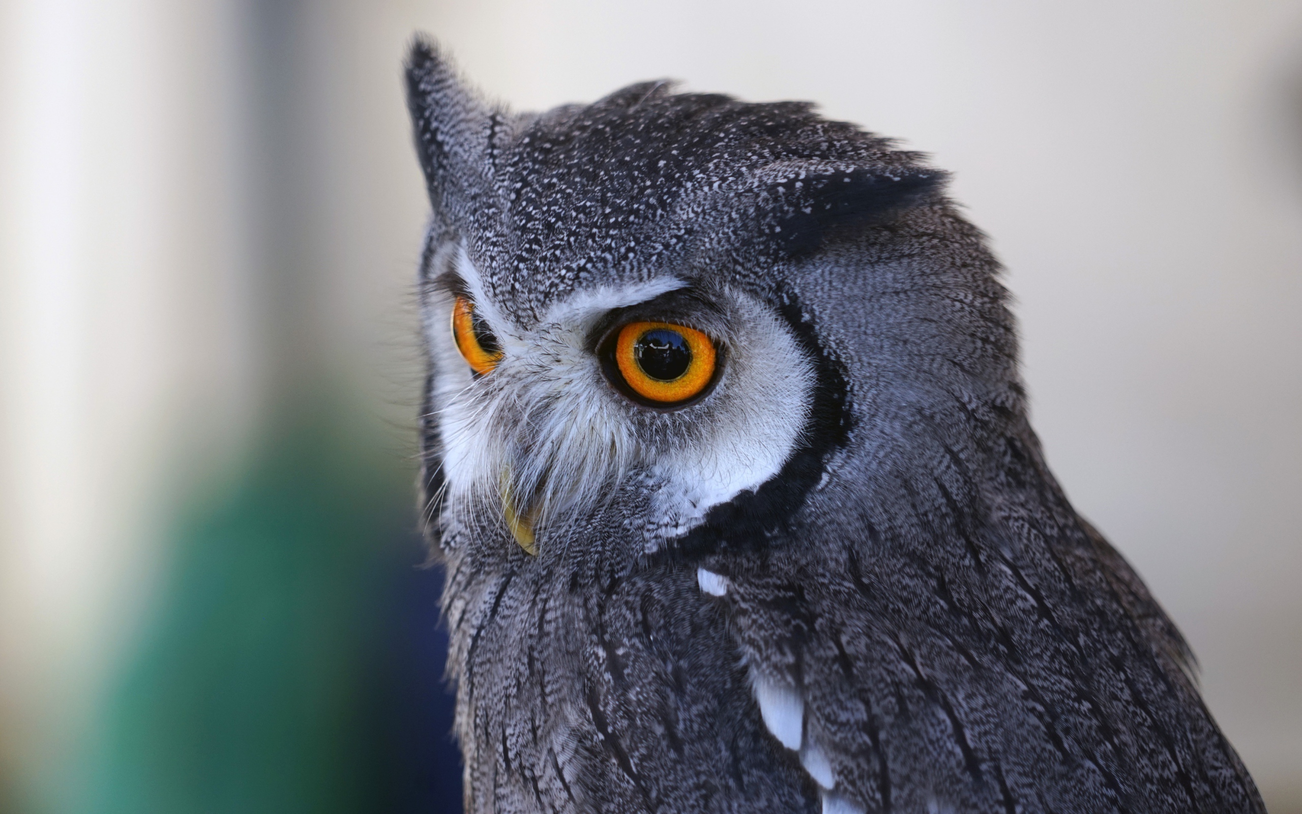 Большая серая сова с большими желтыми глазами 