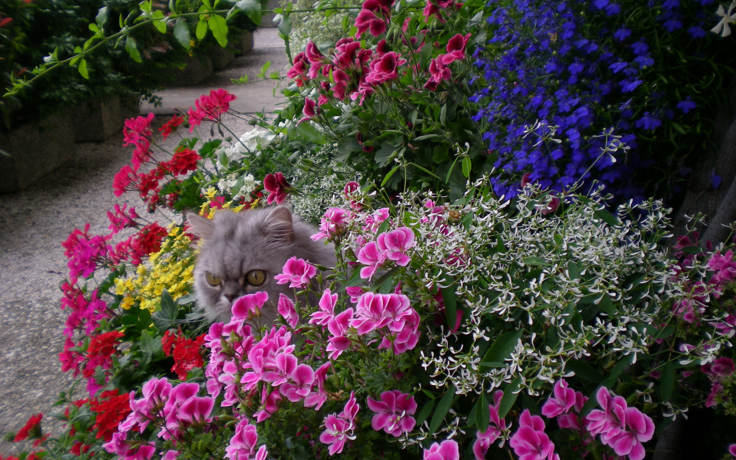 Серый кот прячется в цветах герани