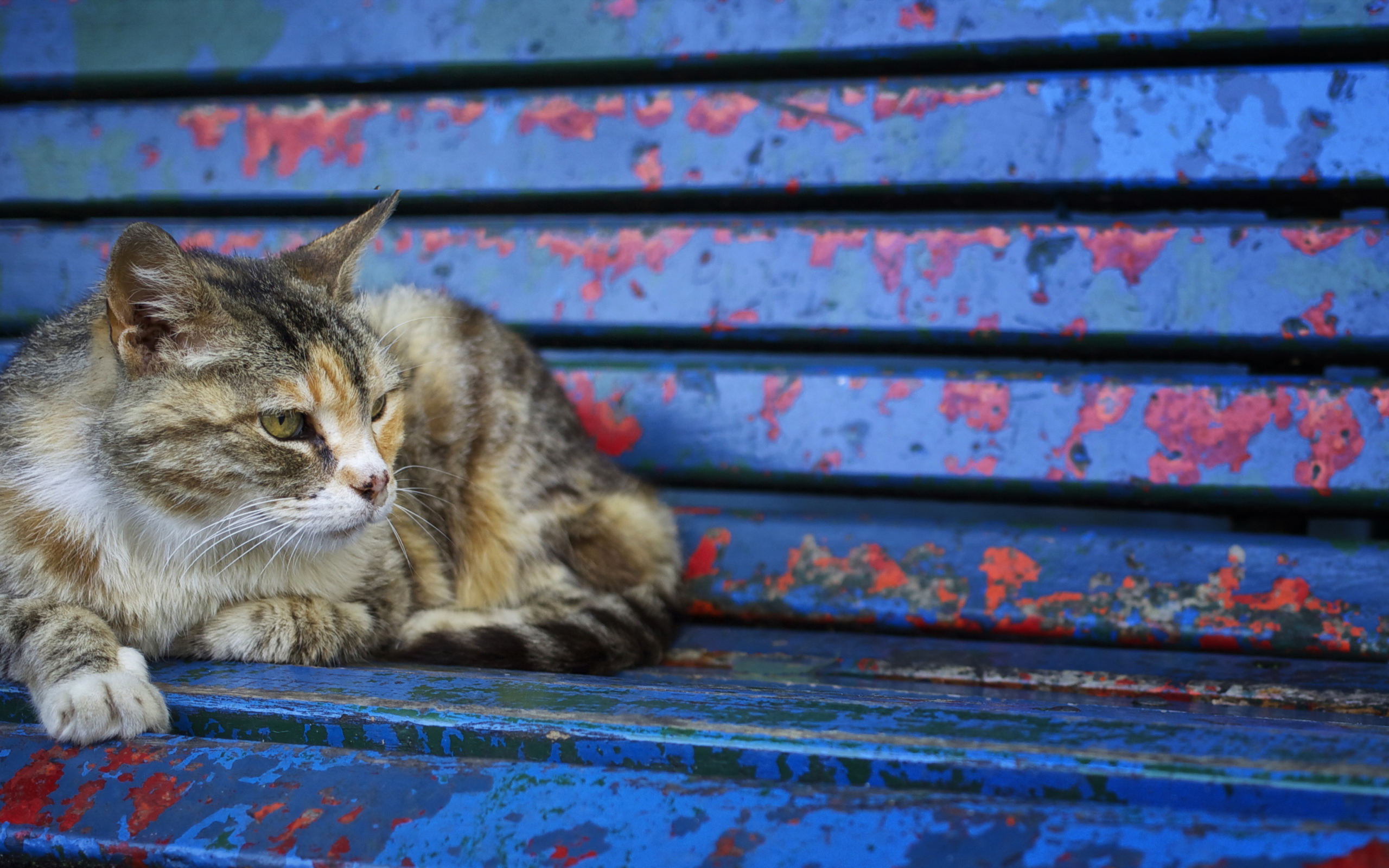 Серый бездомный кот лежит на старой лавке