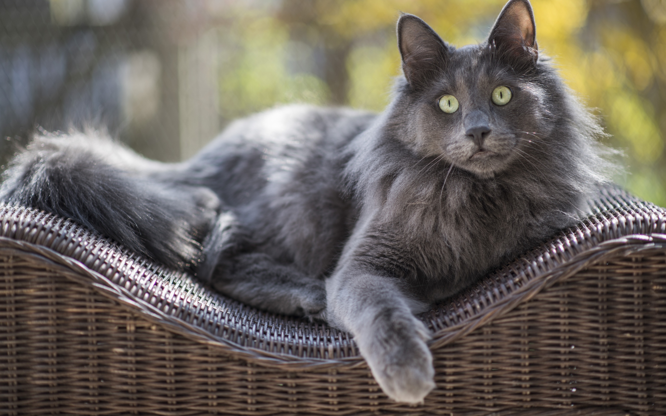 Большой зеленоглазый пепельный кот лежит на спинке кресла