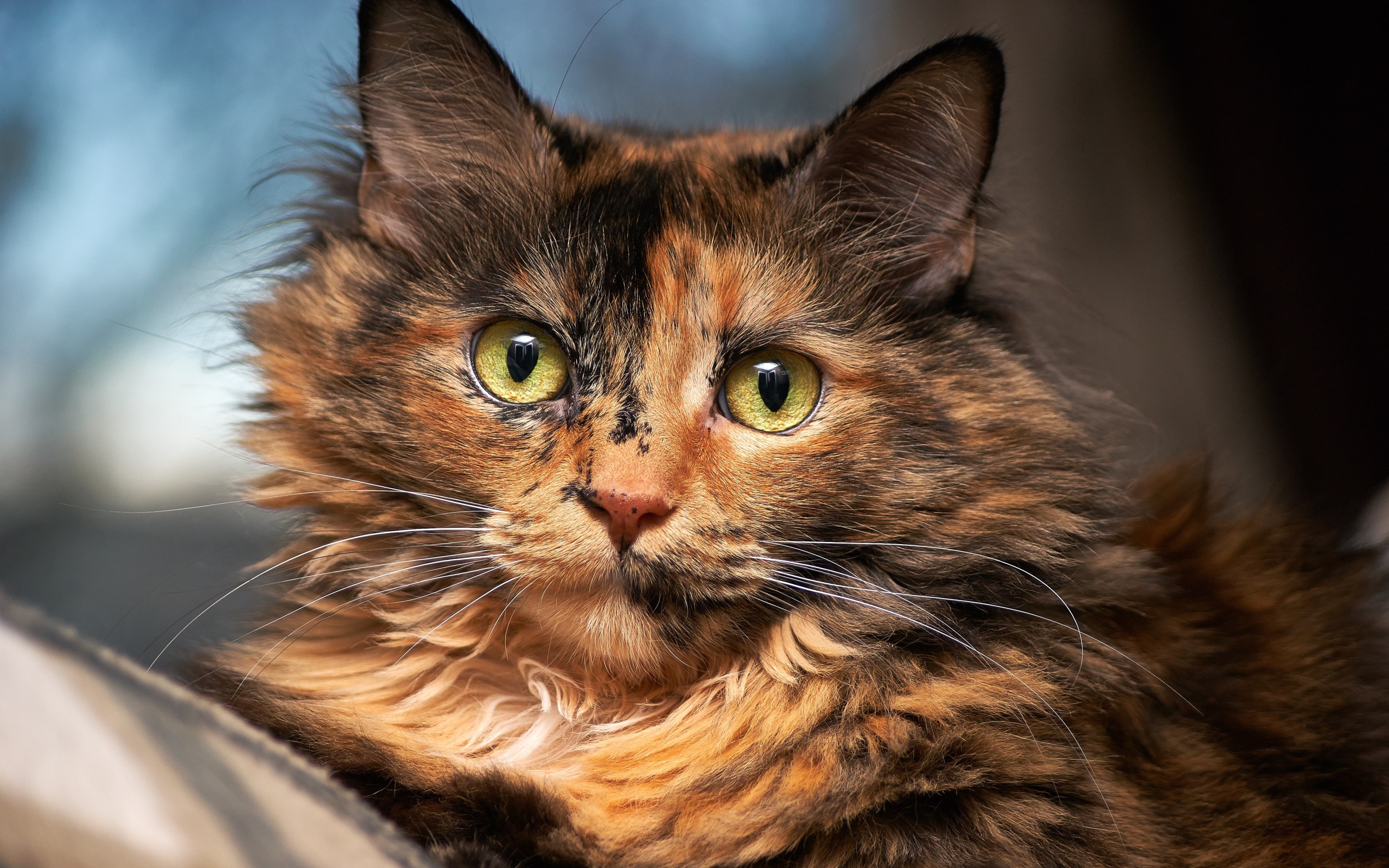 Красивая трехцветная кошка с большими зелеными глазами 