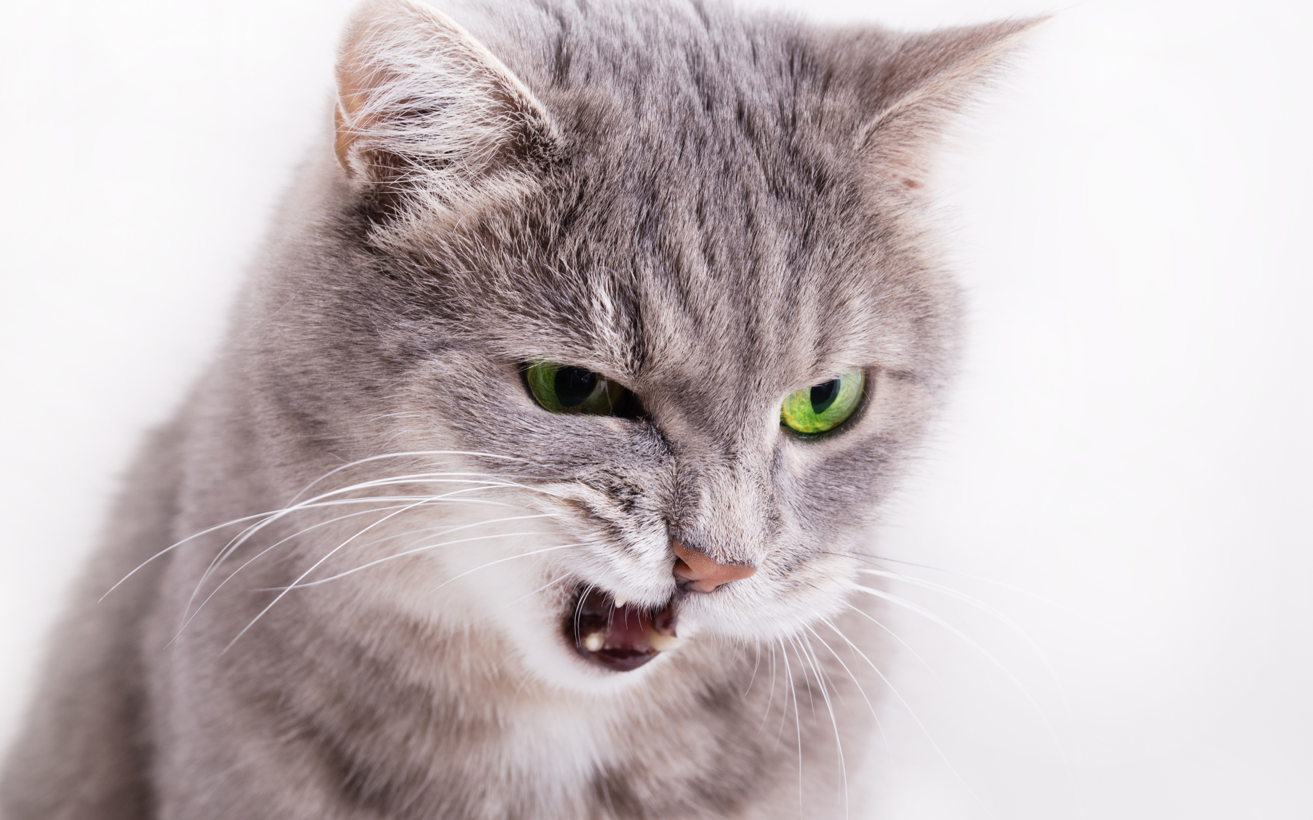 Хмурый взгляд серой кошки на белом фоне