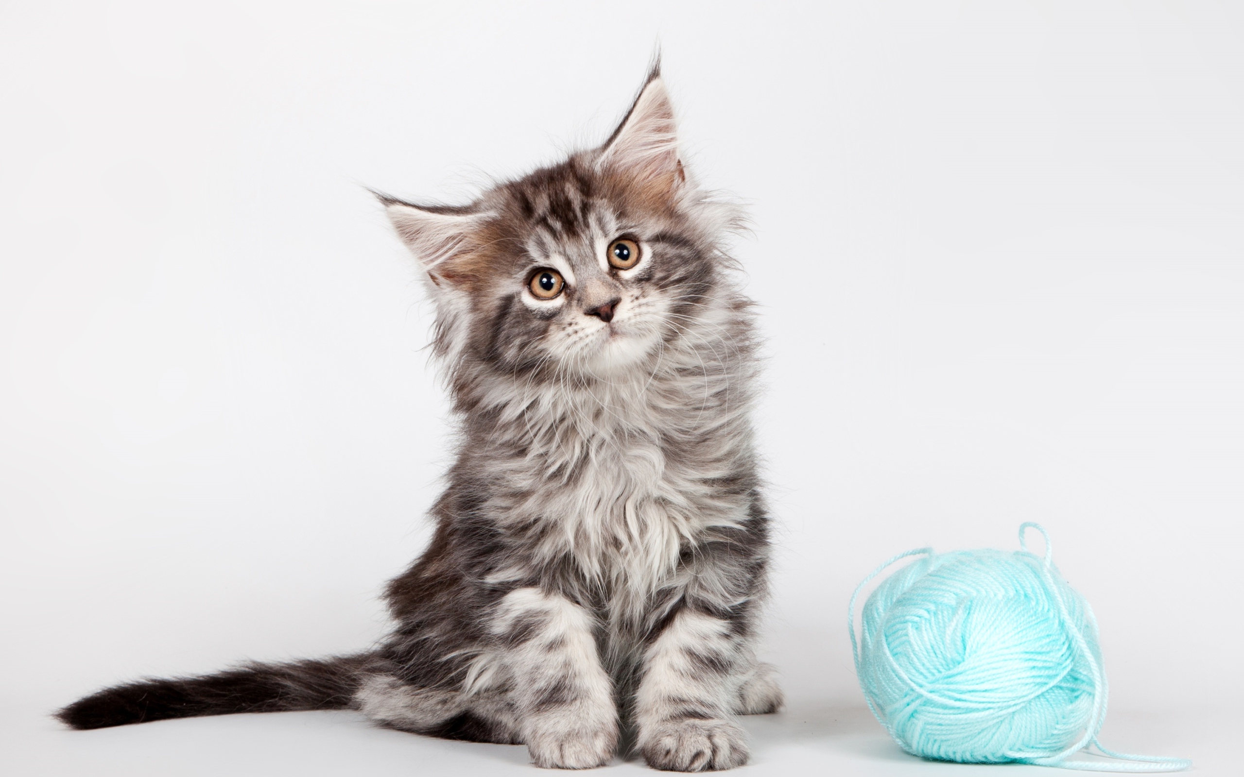 Серый котенок породы мейн- кун с клубком голубых ниток
