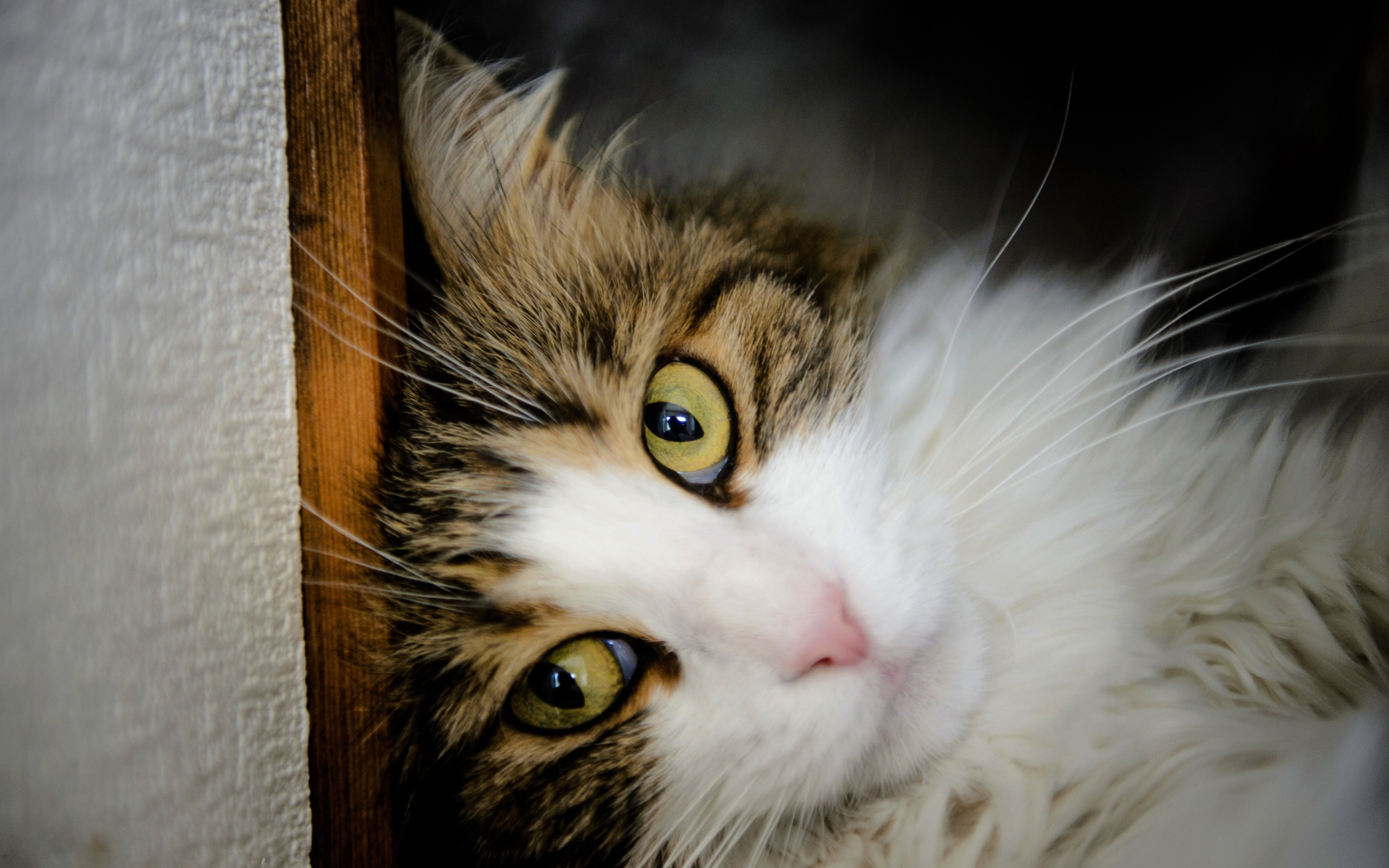 Зеленоглазый красивый кот лежит у стены