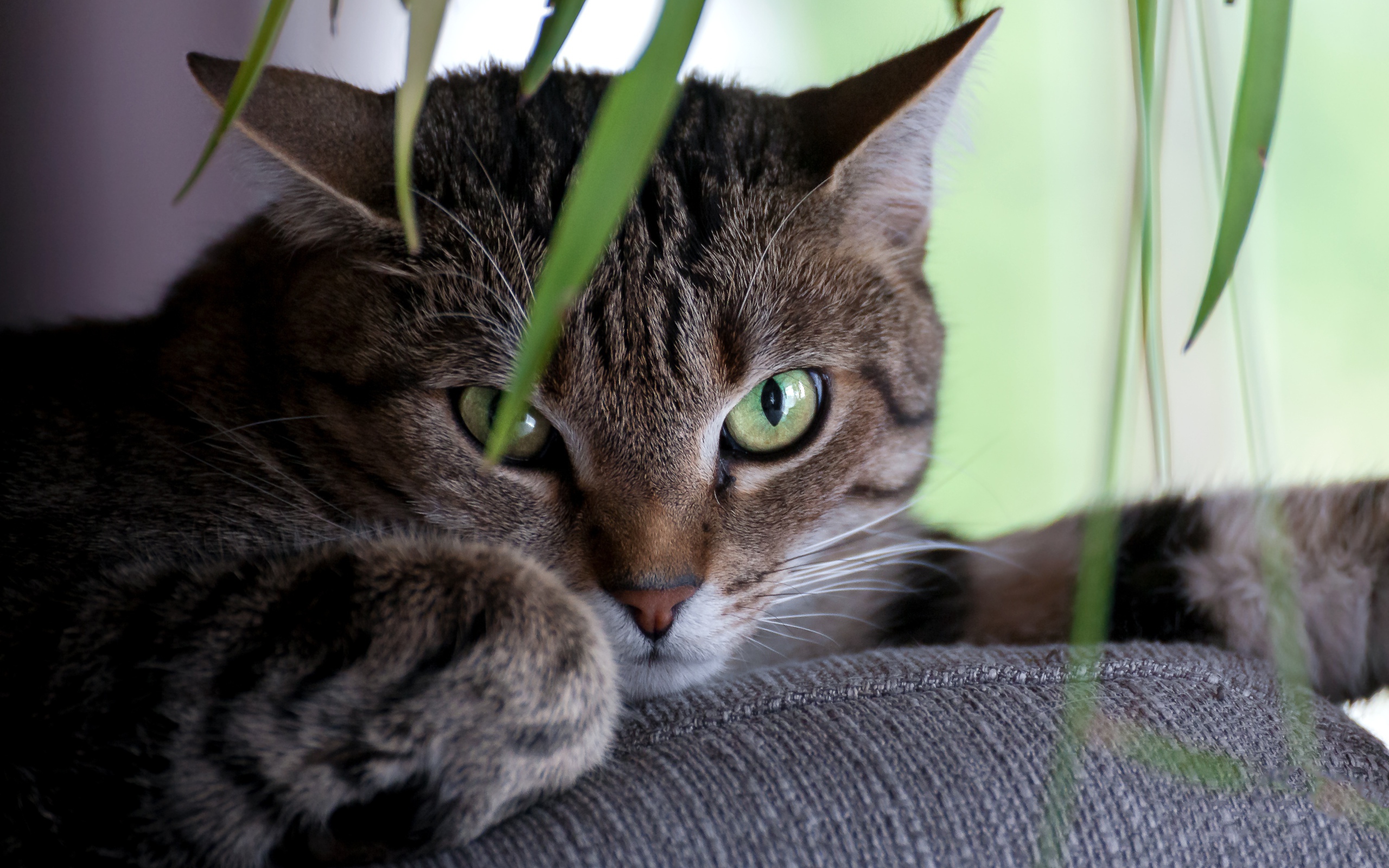 Зеленоглазый серый кот лежит на диване
