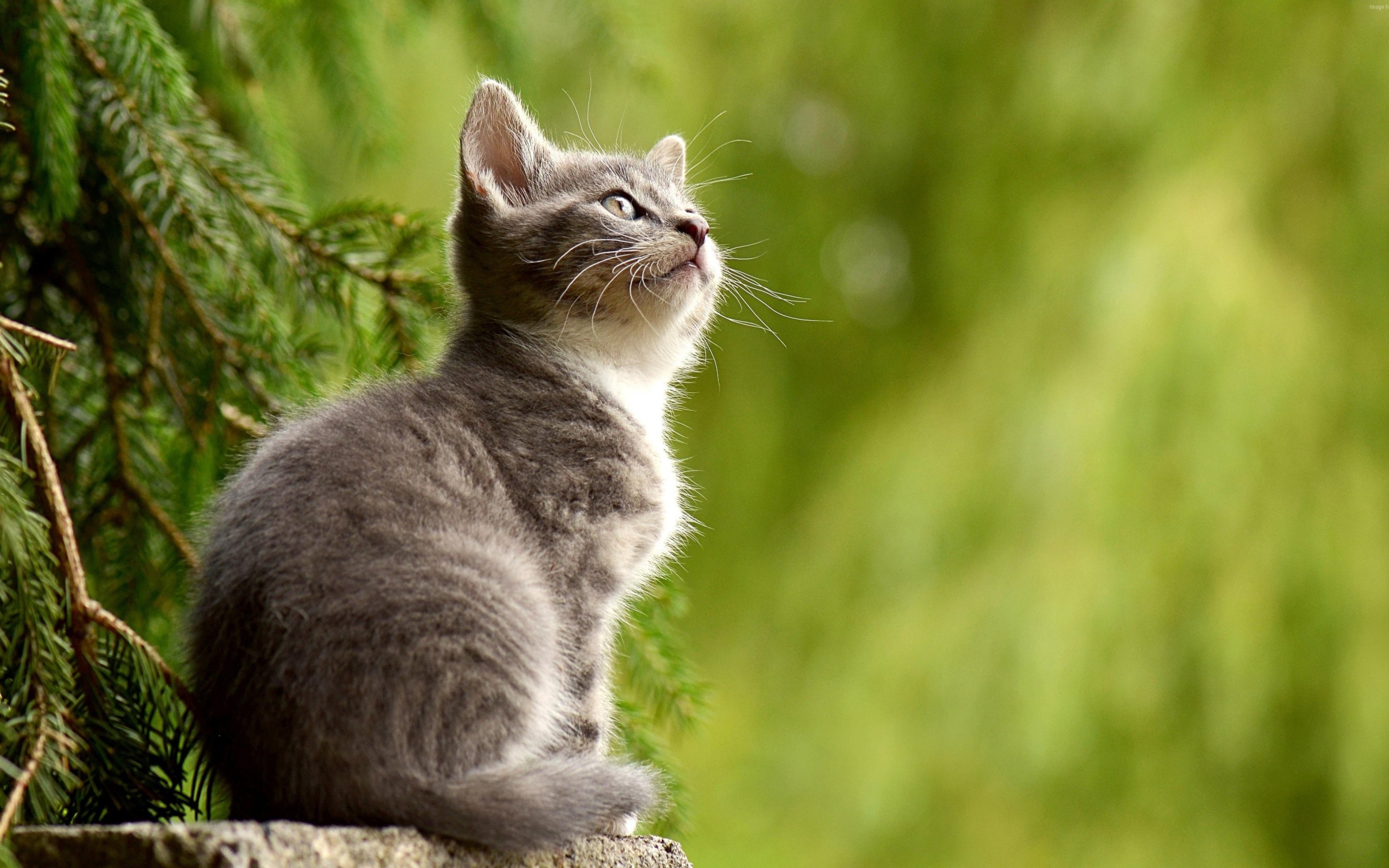 Заинтересованный взгляд маленького серого котенка