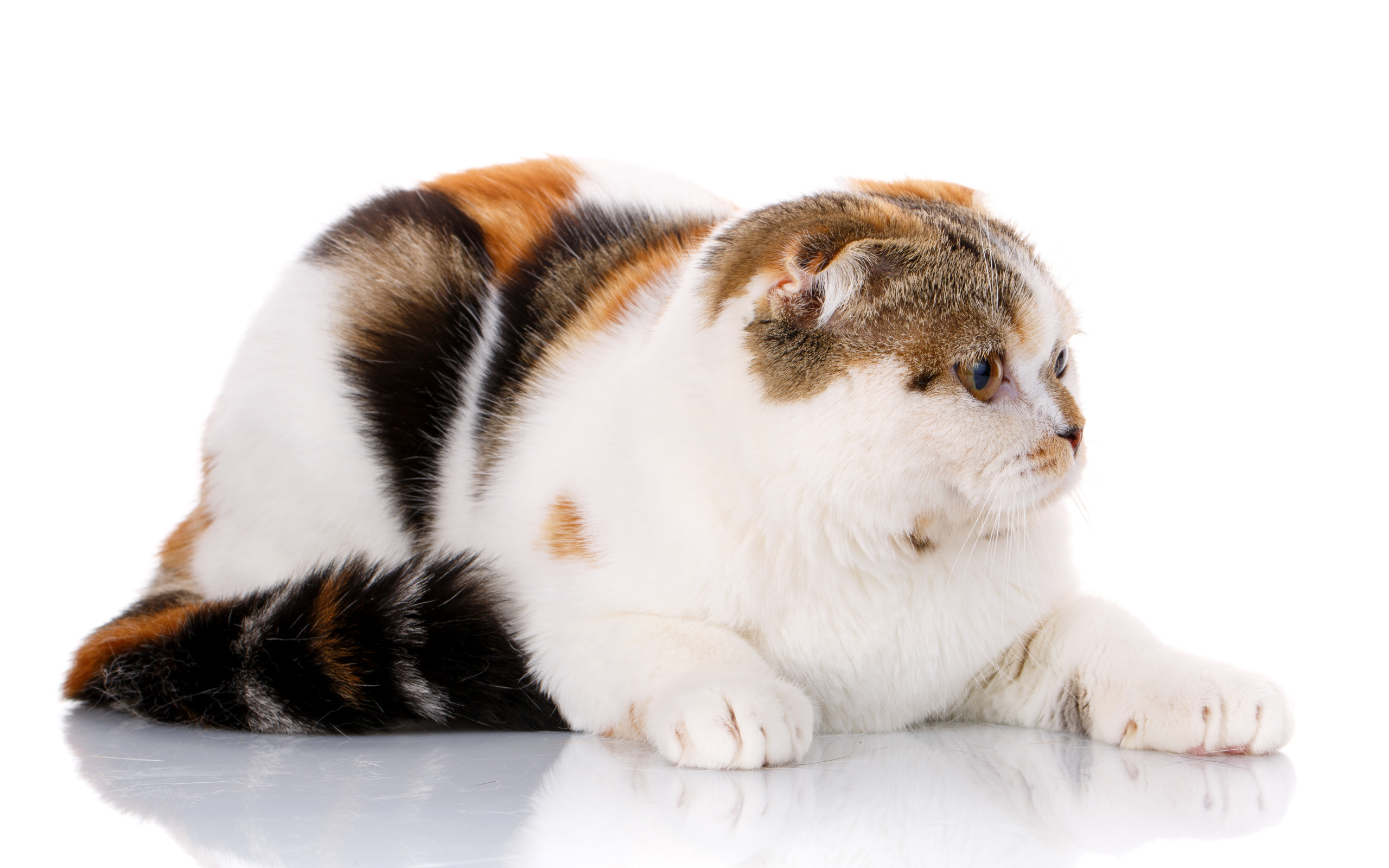 Трехцветная кошка породы Скоттиш-фолд на белом фоне