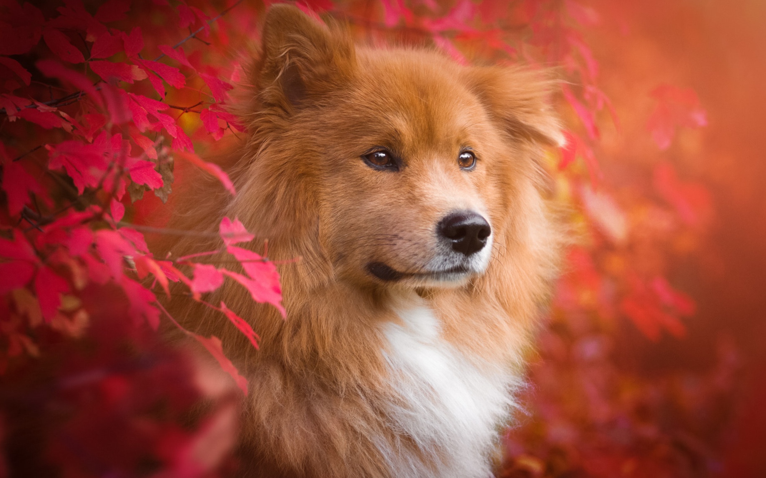 Большая рыжая собака с грустной мордой