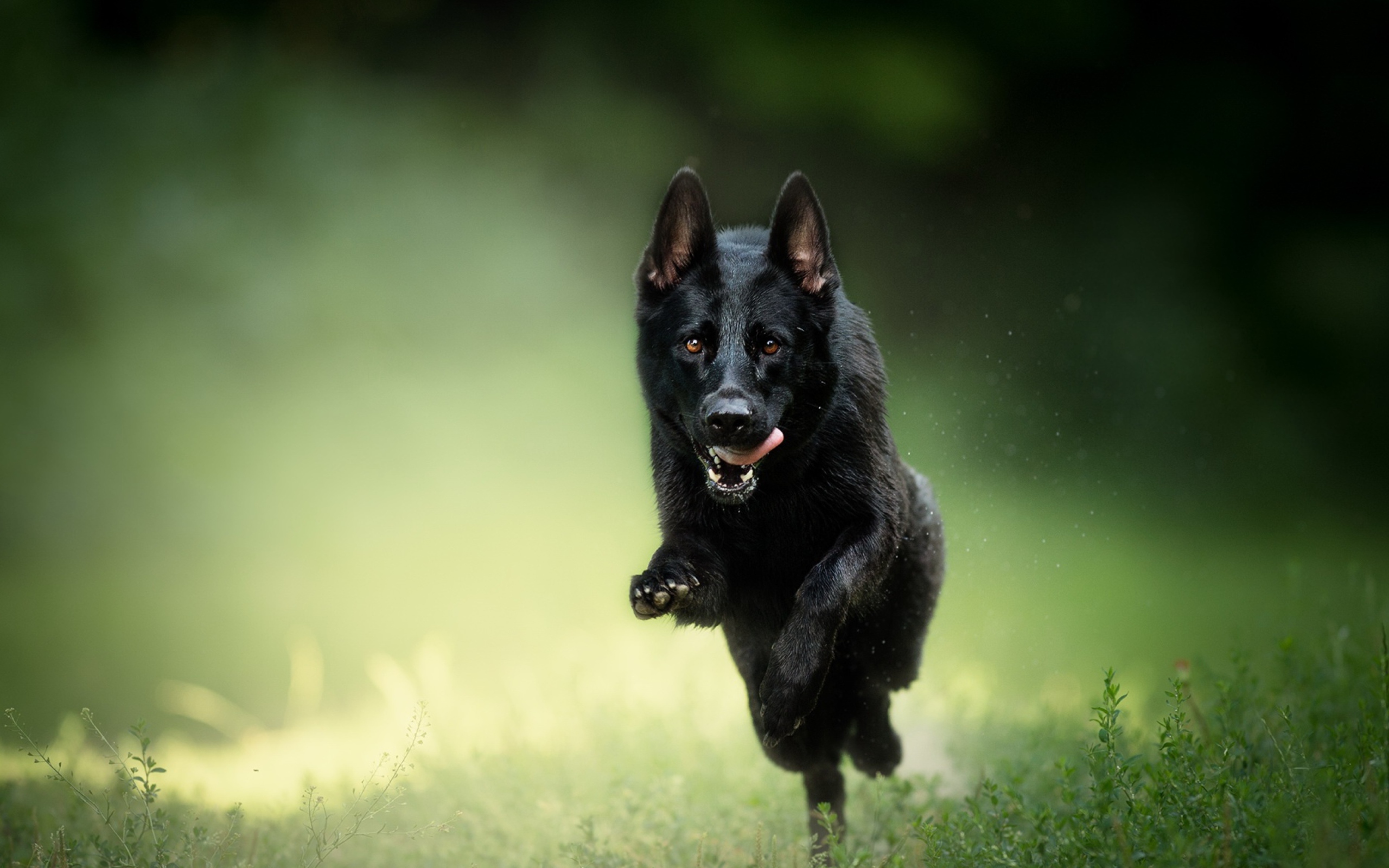 Черная овчарка бежит по траве с высунутым язык