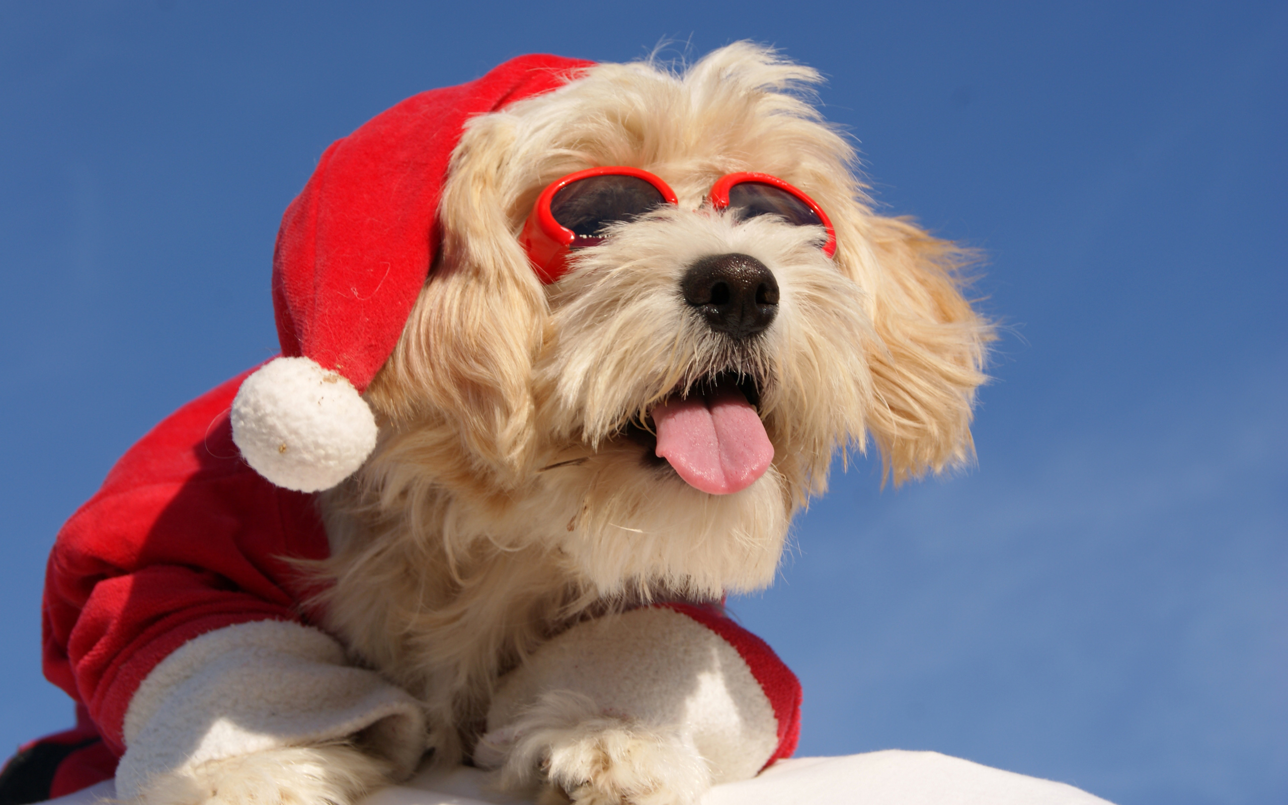 Собака в костюме Санты с высунутым языком в солнечных очках