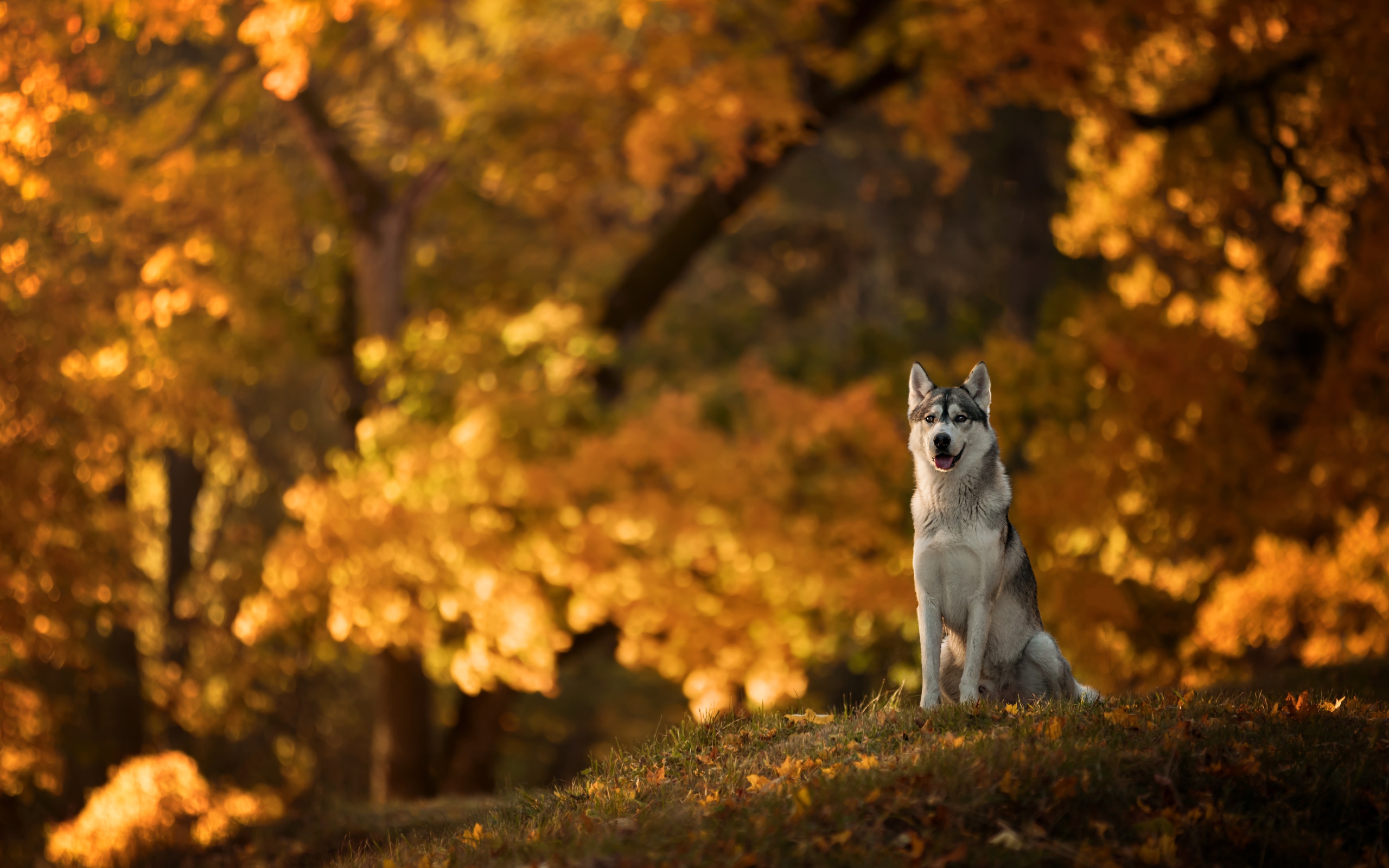 A dog of the Husky breed sits on a clearing in an autumn park