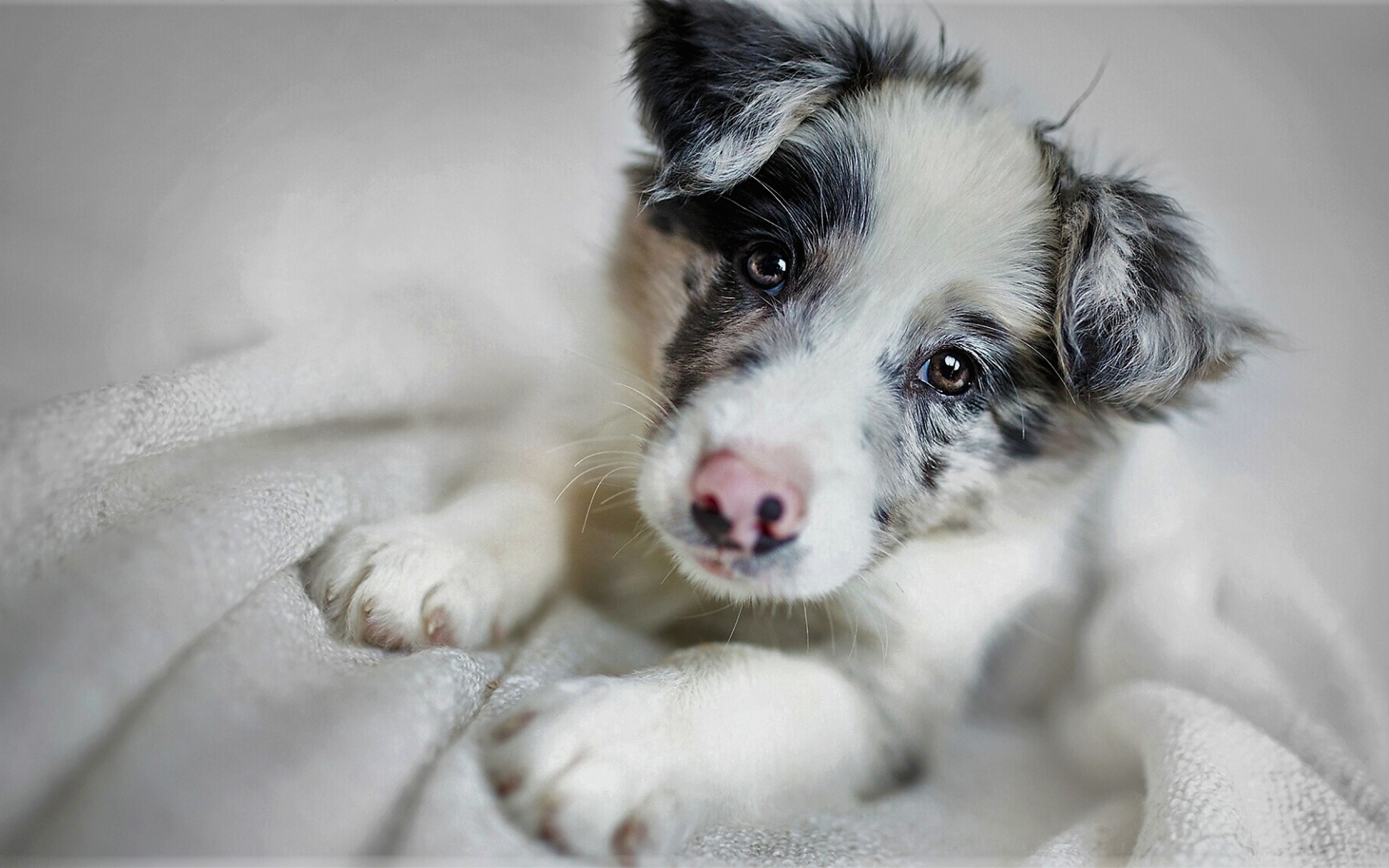 Забавная морда щенка бордер-колли