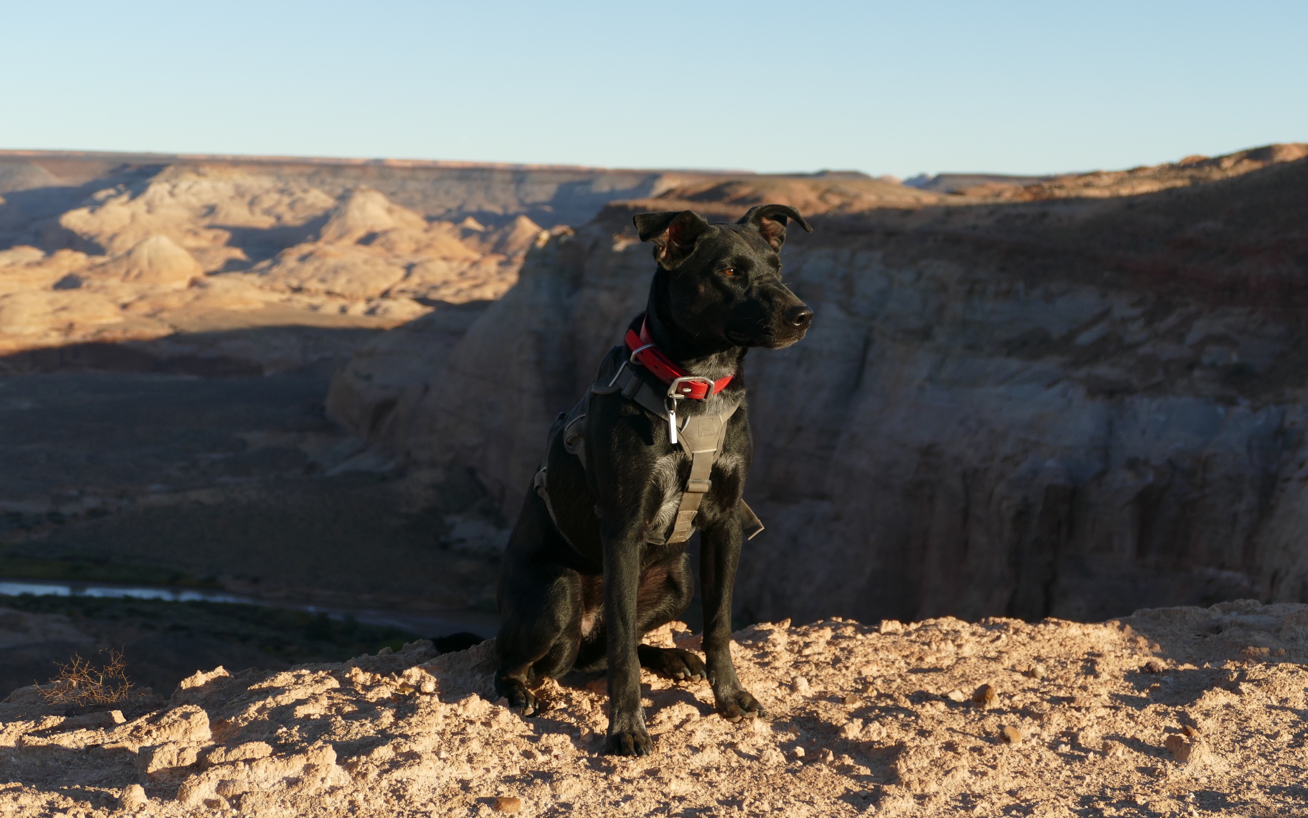 Черная умная собака сидит на скале у обрыва