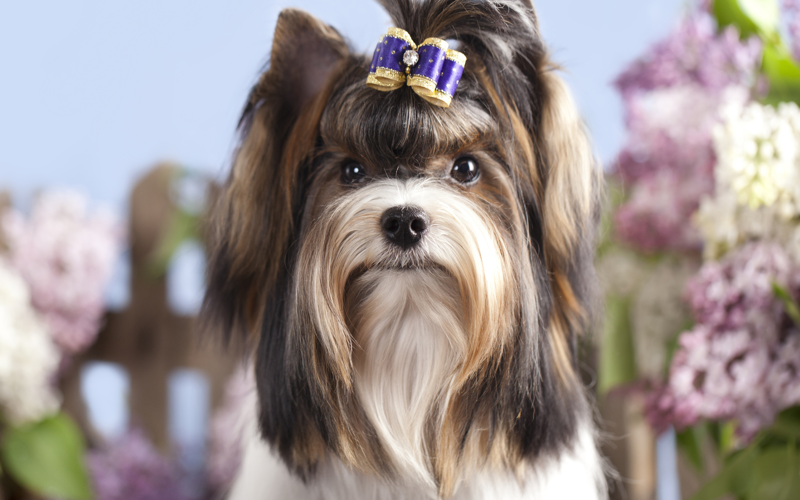 Милый Йоркширский терьер с бантиком на голове