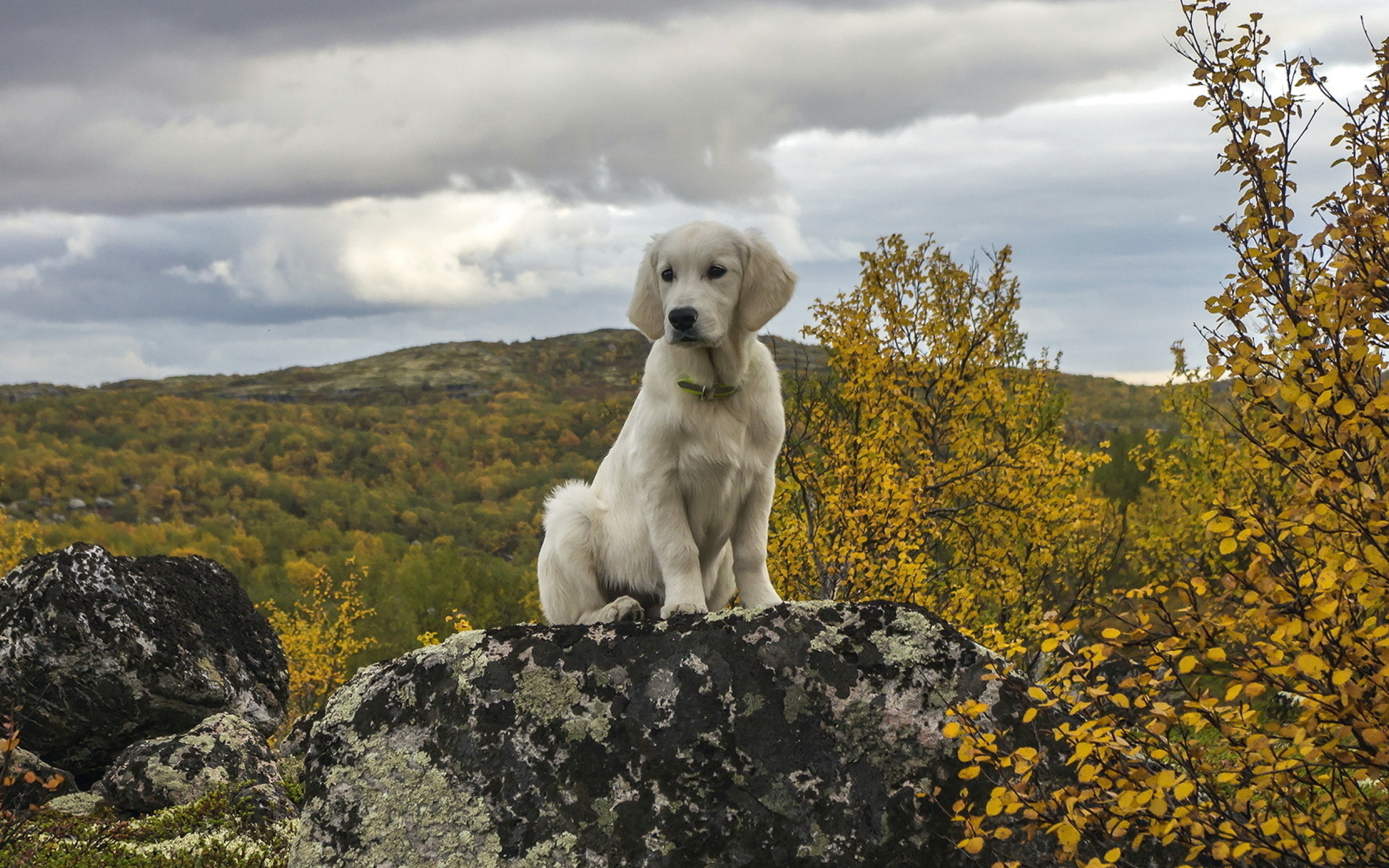 Милый щенок золотистого ретривера сидит на камне