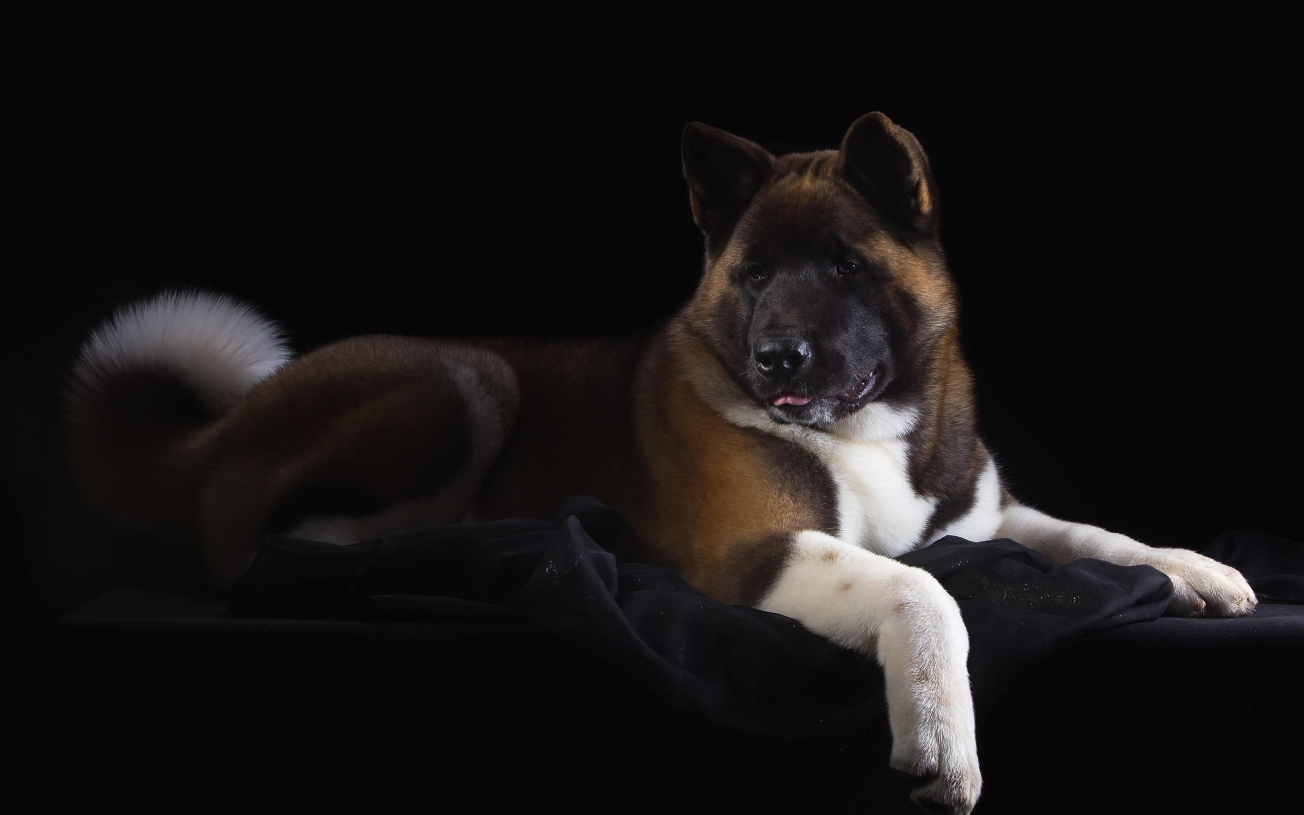 Пес породы Акита-ину на черном фоне