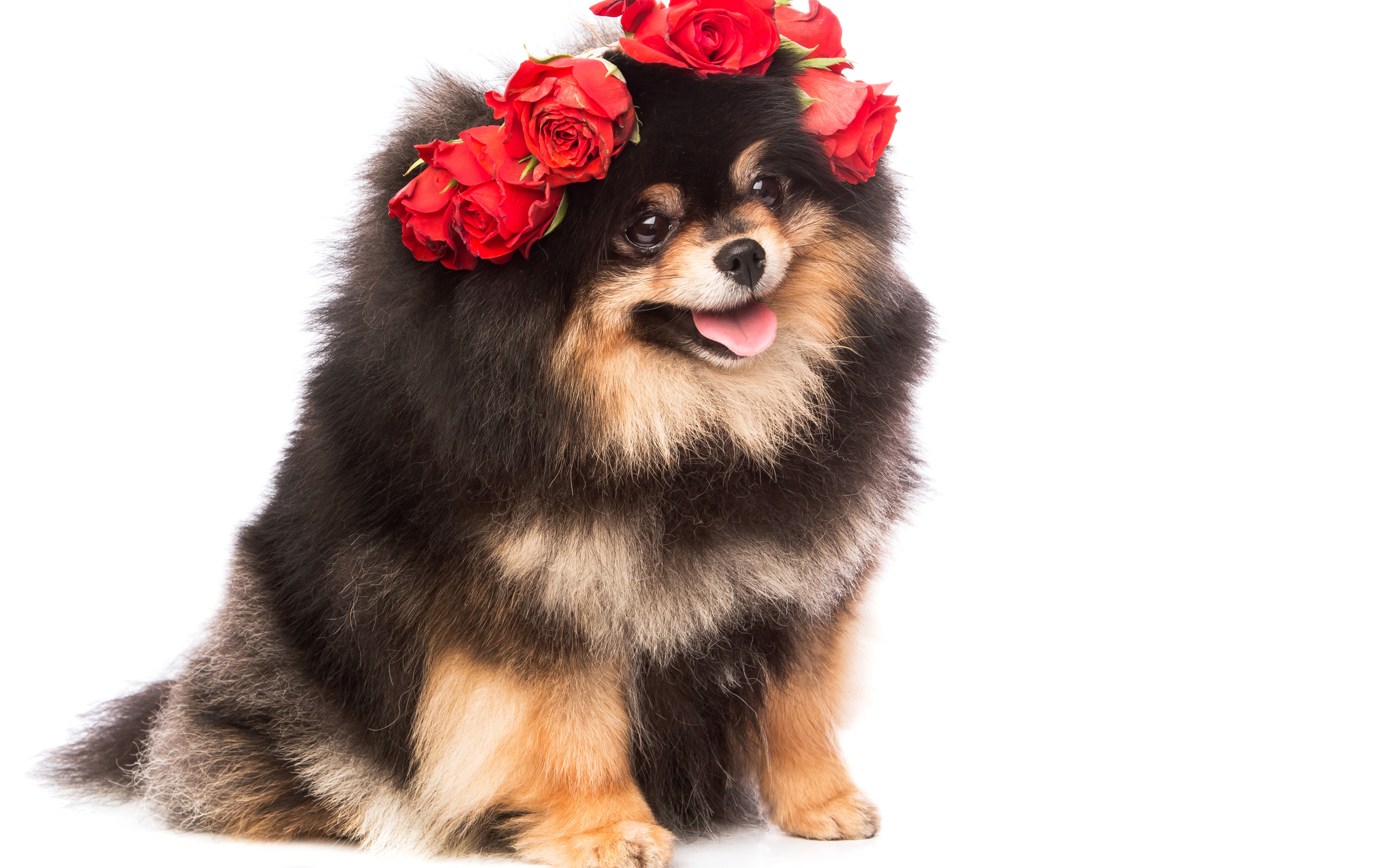 Пушистый шпиц с высунутым языком с розами на голове
