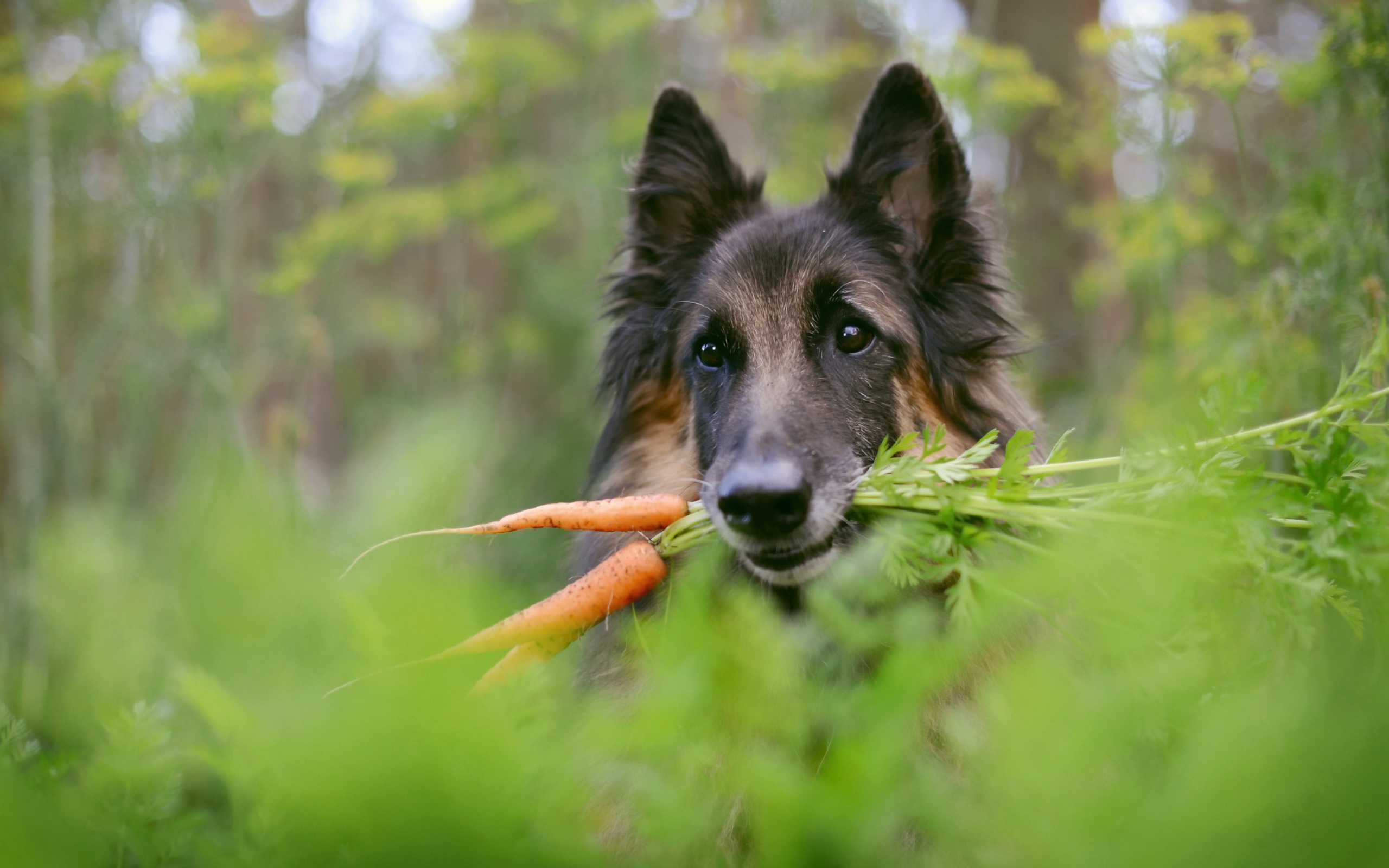 Немецкая овчарка с морковью в зубах 